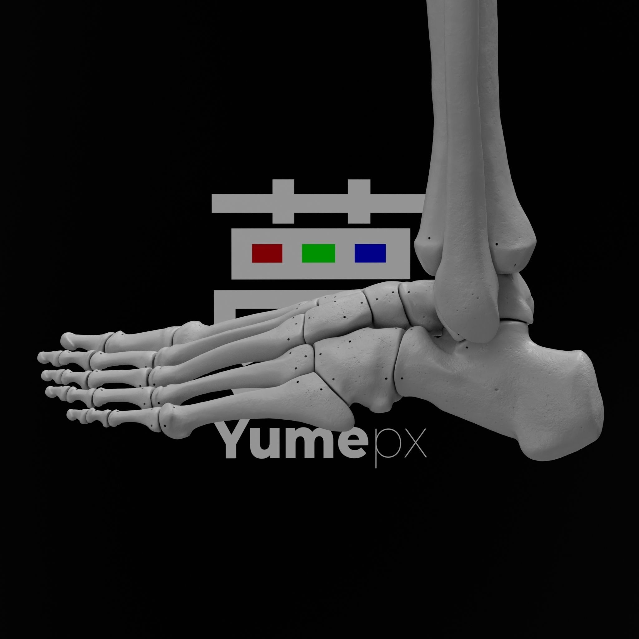 Human Lt Leg and Foot Bones 3D print model_21