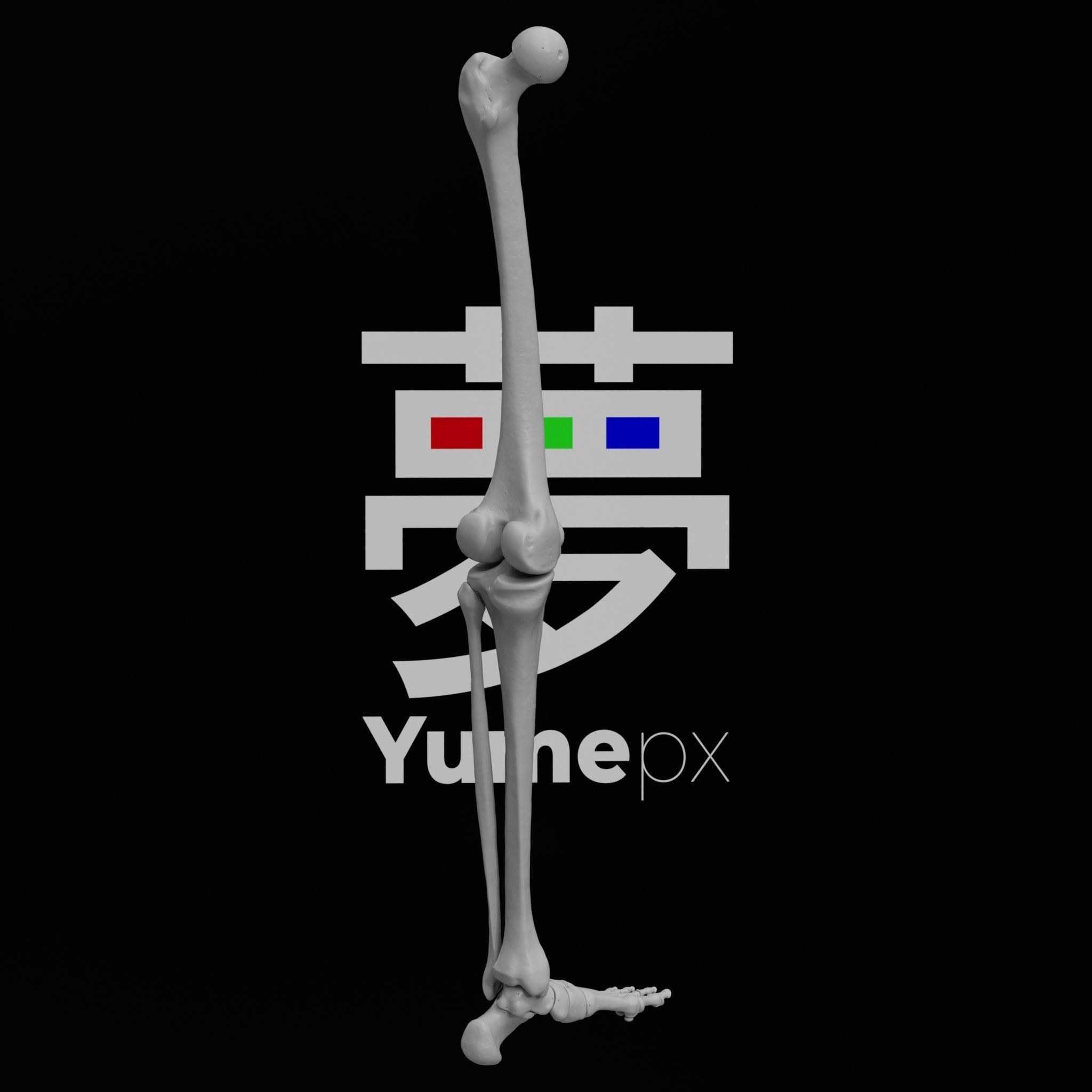 Human Lt Leg and Foot Bones 3D print model_16