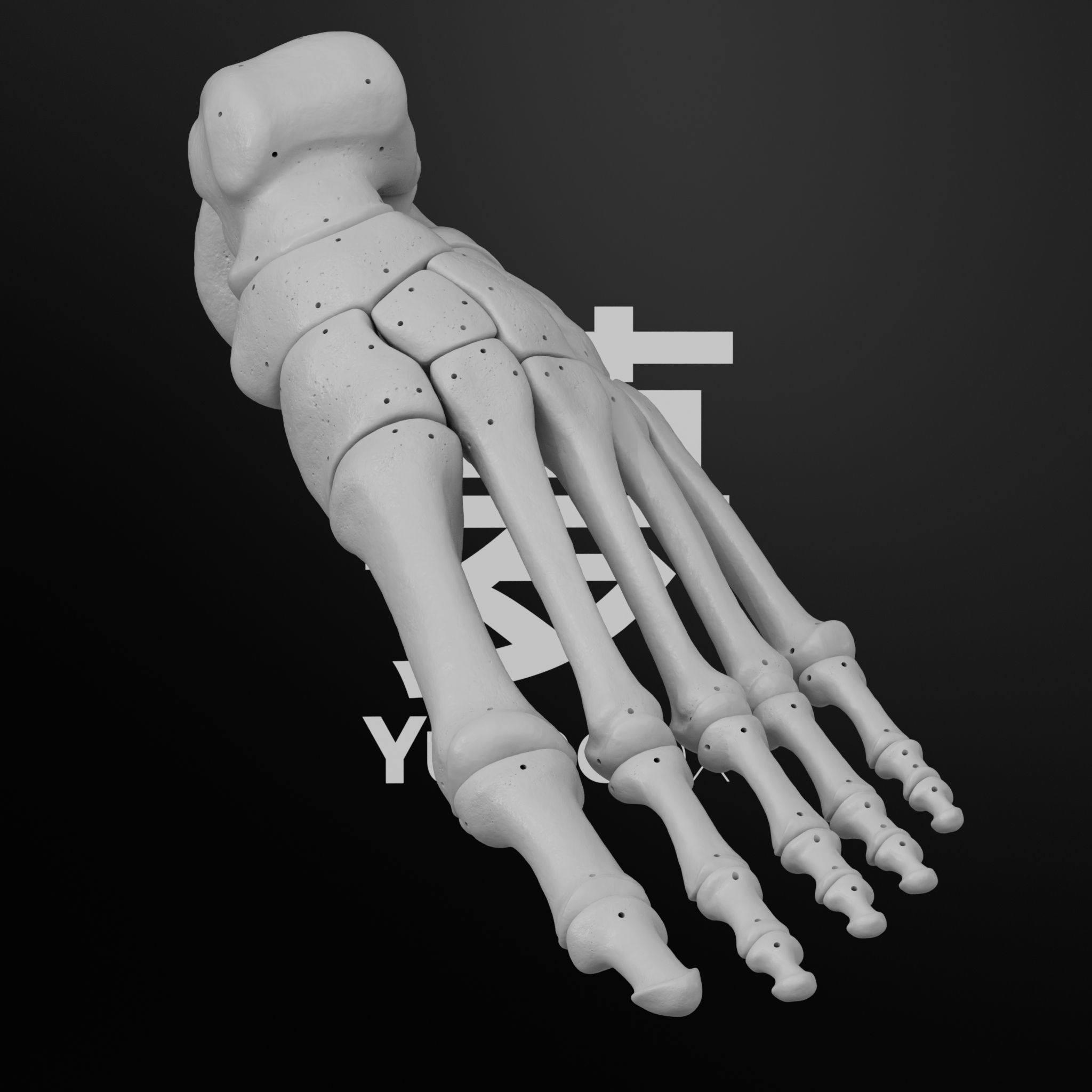 Human Lt Leg and Foot Bones 3D print model_1