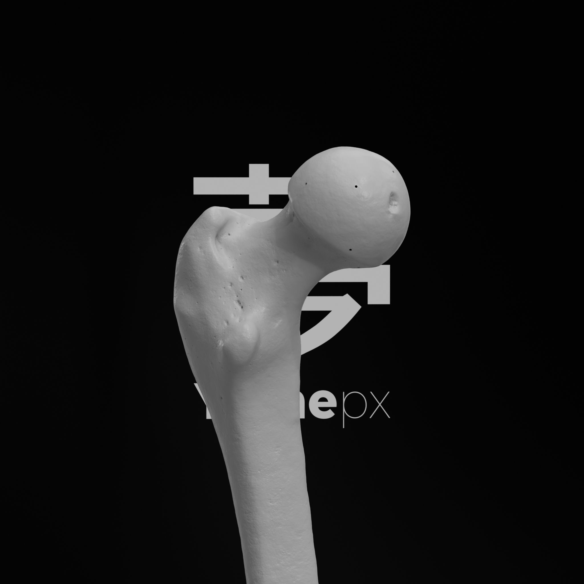 Human Lt Leg and Foot Bones 3D print model_31