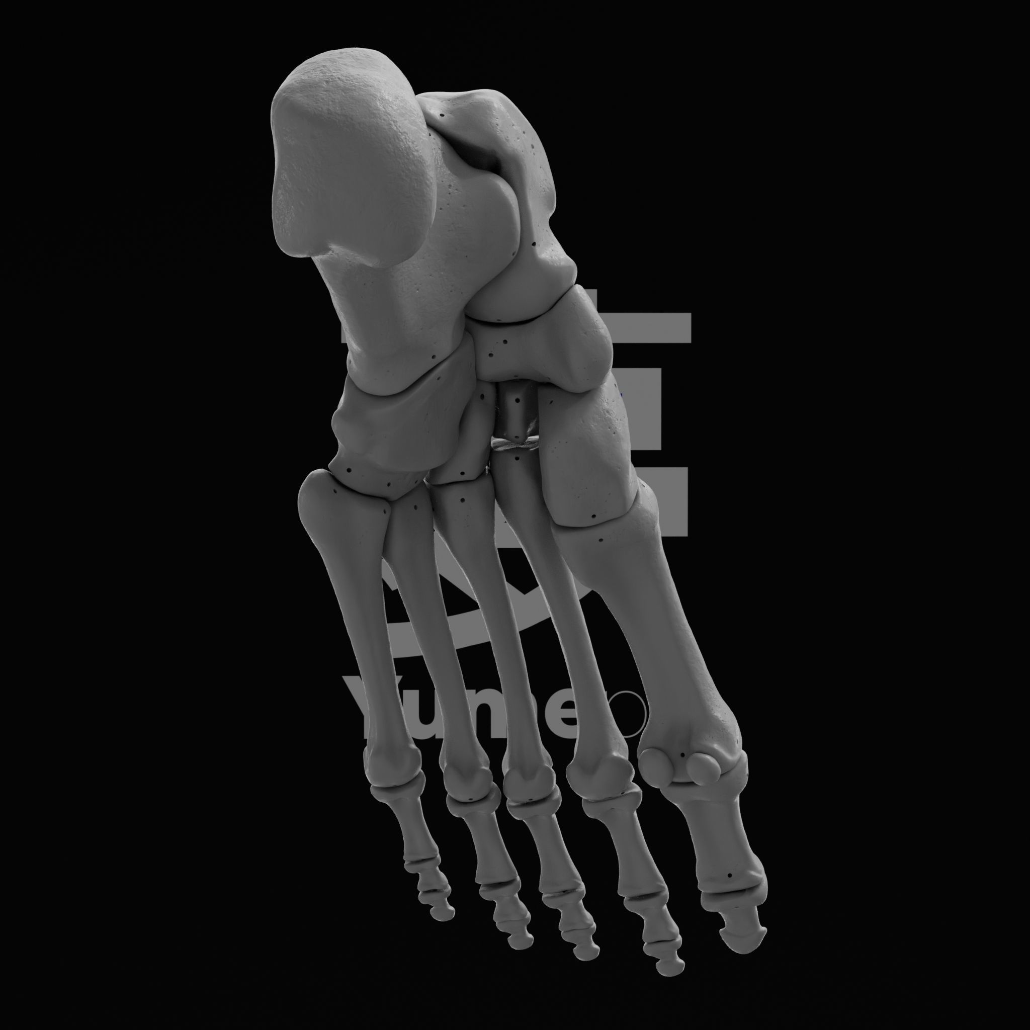 Human Lt Leg and Foot Bones 3D print model_6