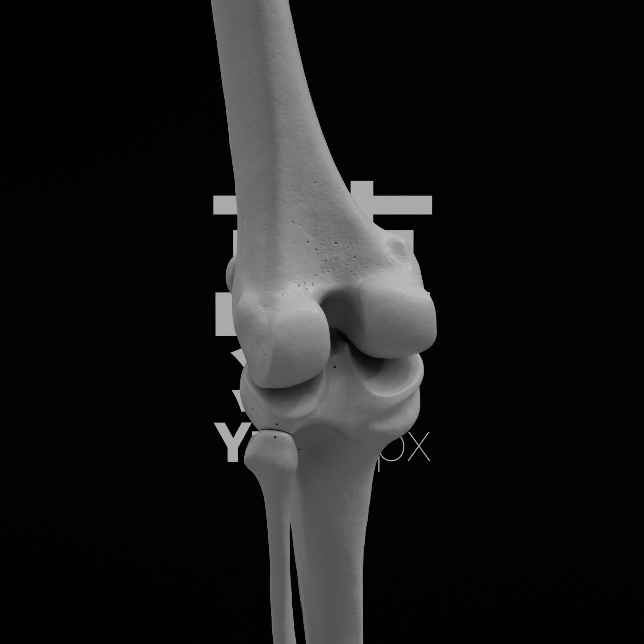 Human Lt Leg and Foot Bones 3D print model_28