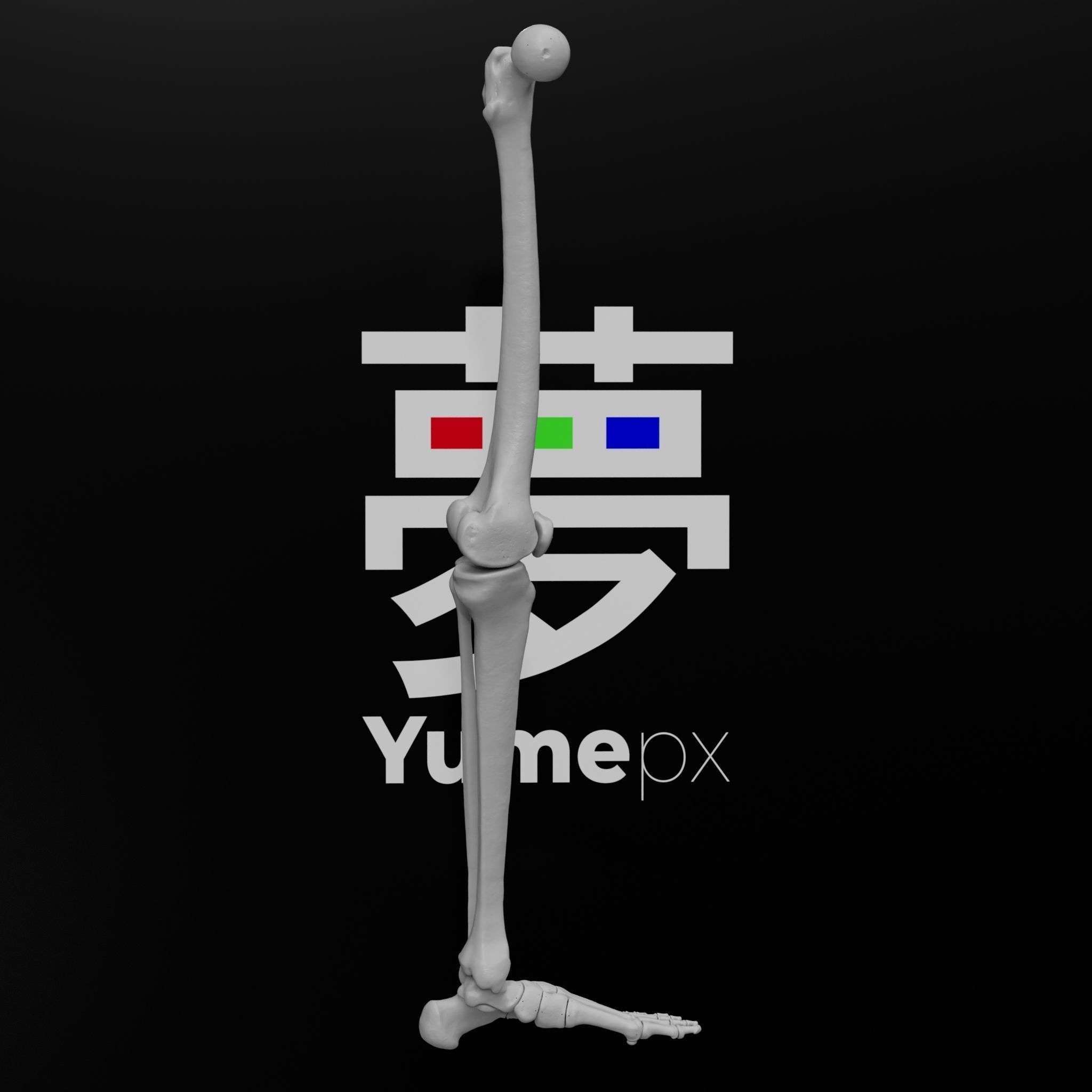 Human Lt Leg and Foot Bones 3D print model_17