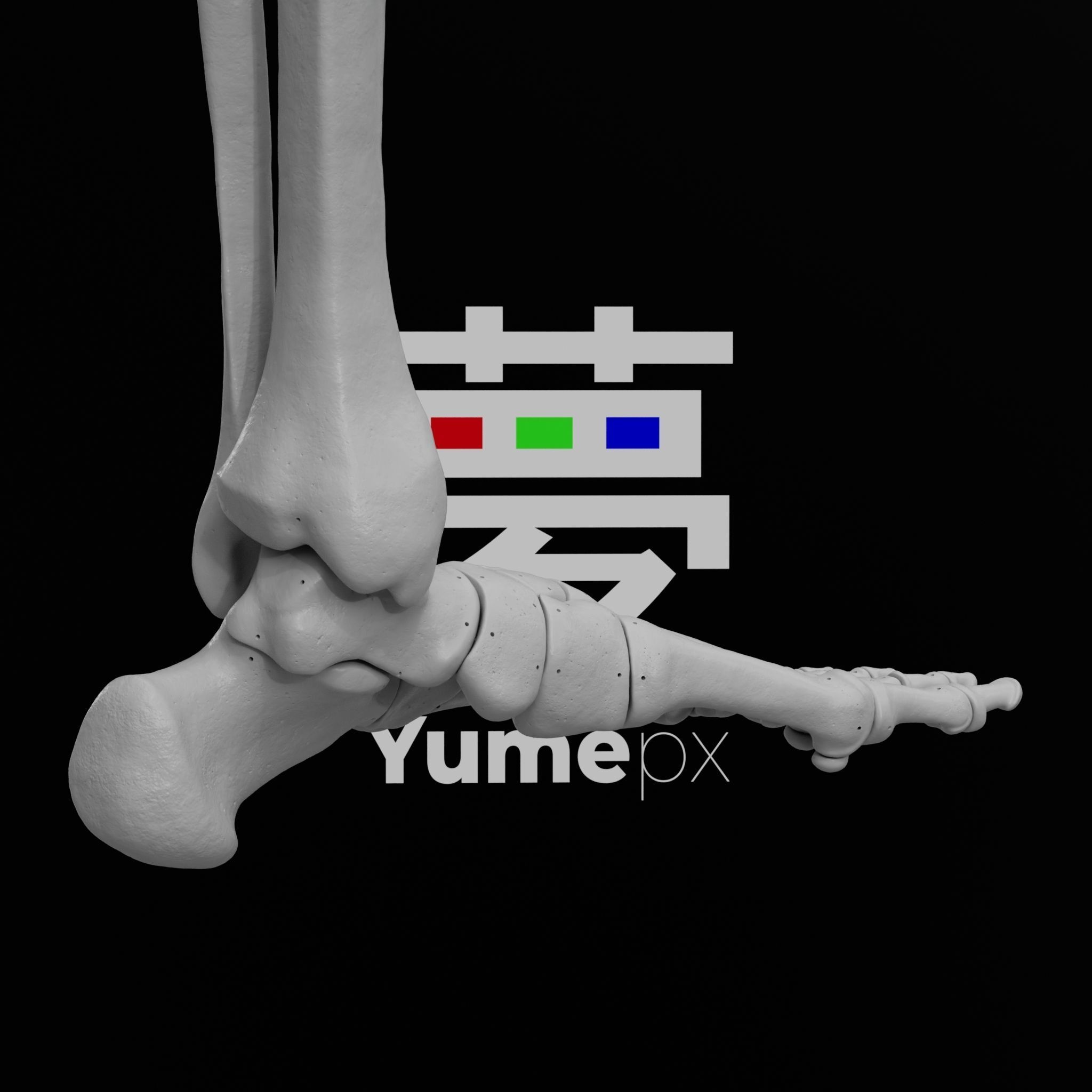 Human Lt Leg and Foot Bones 3D print model_22