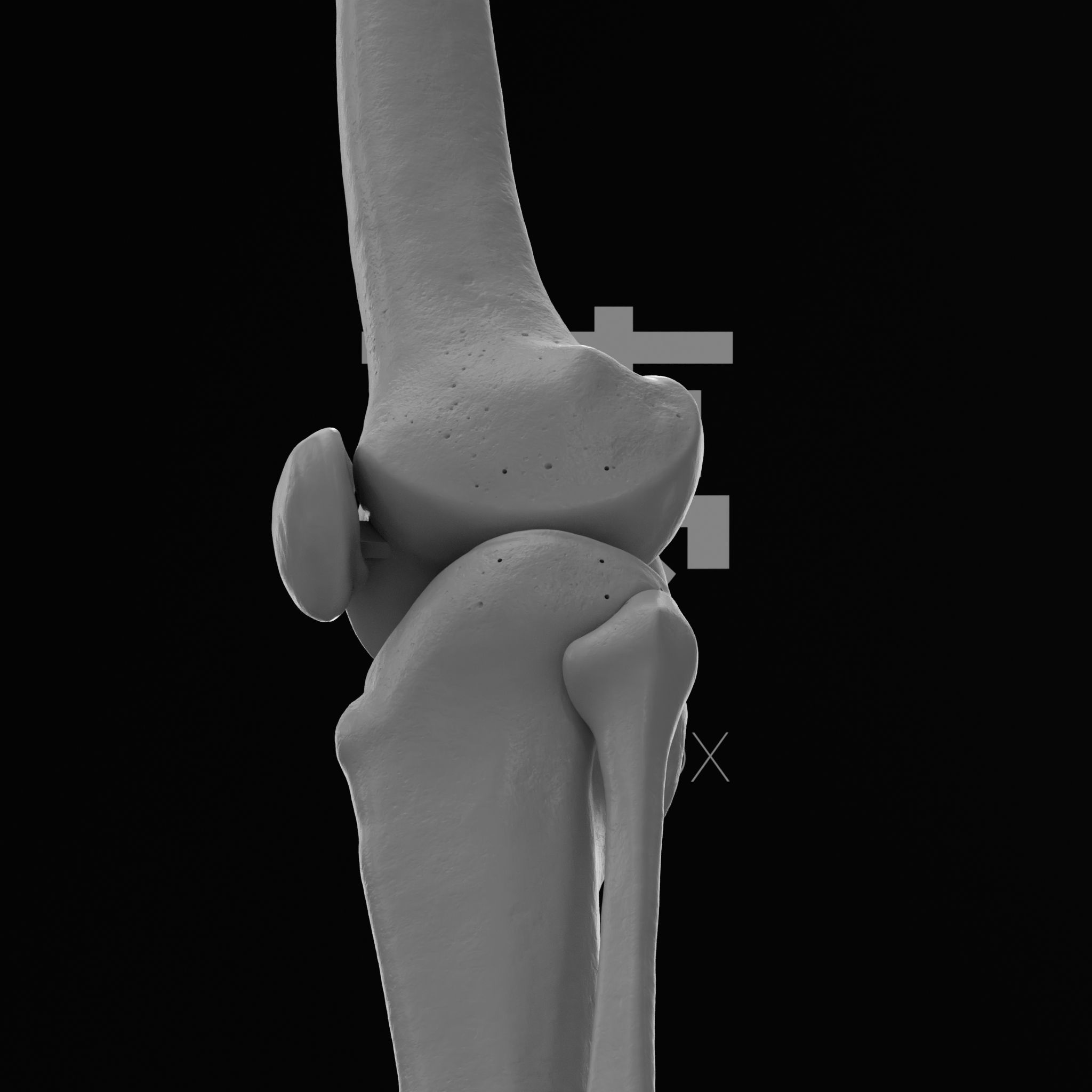 Human Lt Leg and Foot Bones 3D print model_29