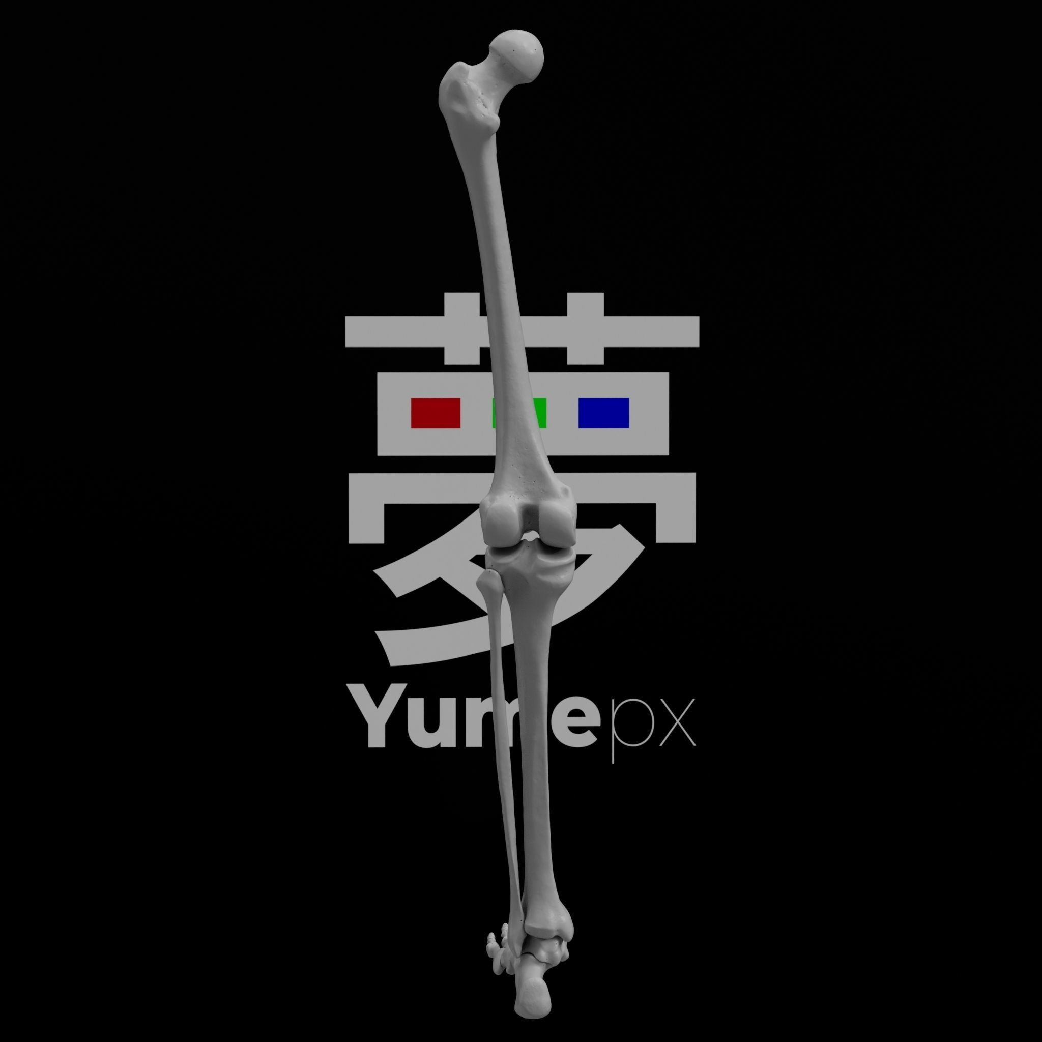 Human Lt Leg and Foot Bones 3D print model_15