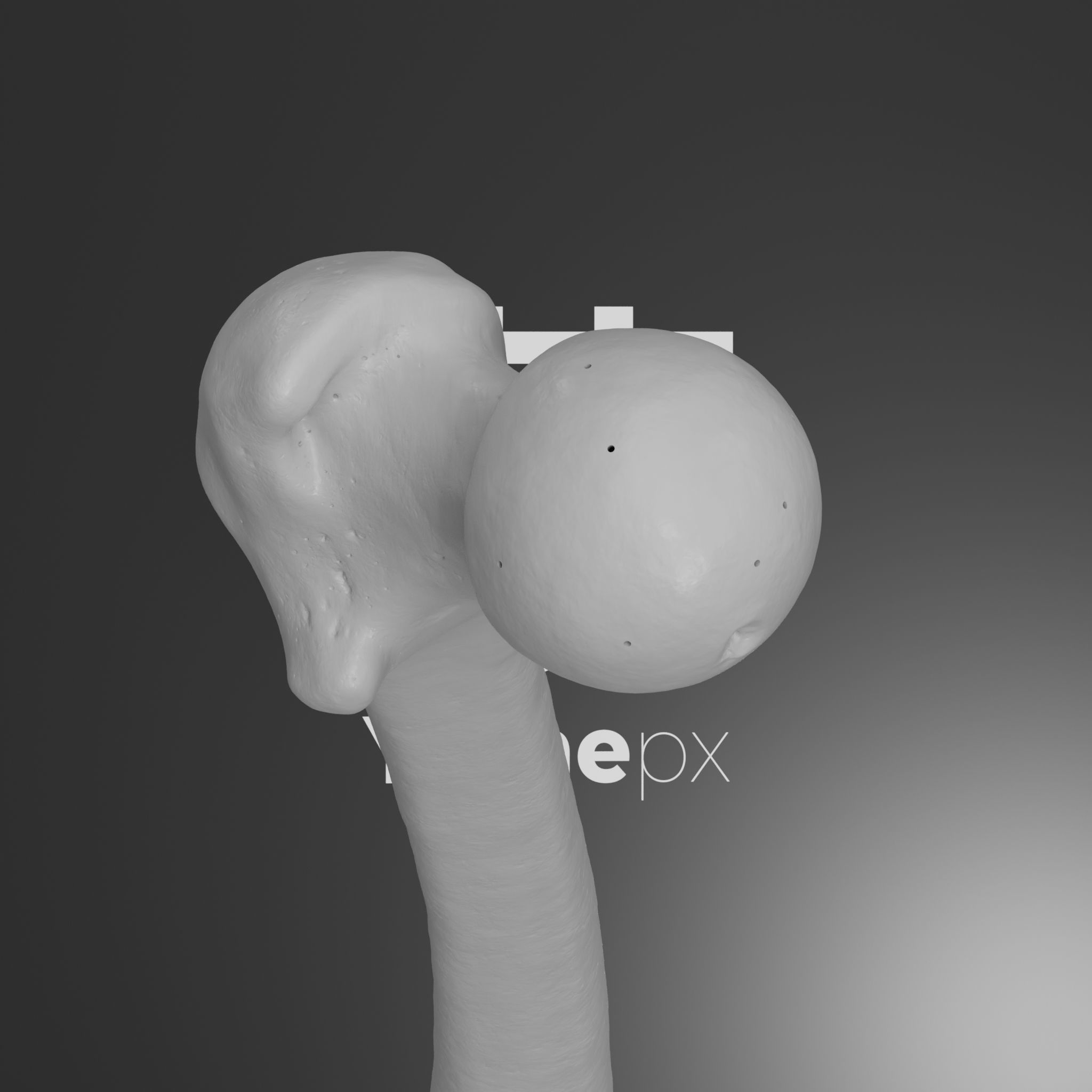 Human Lt Leg and Foot Bones 3D print model_32