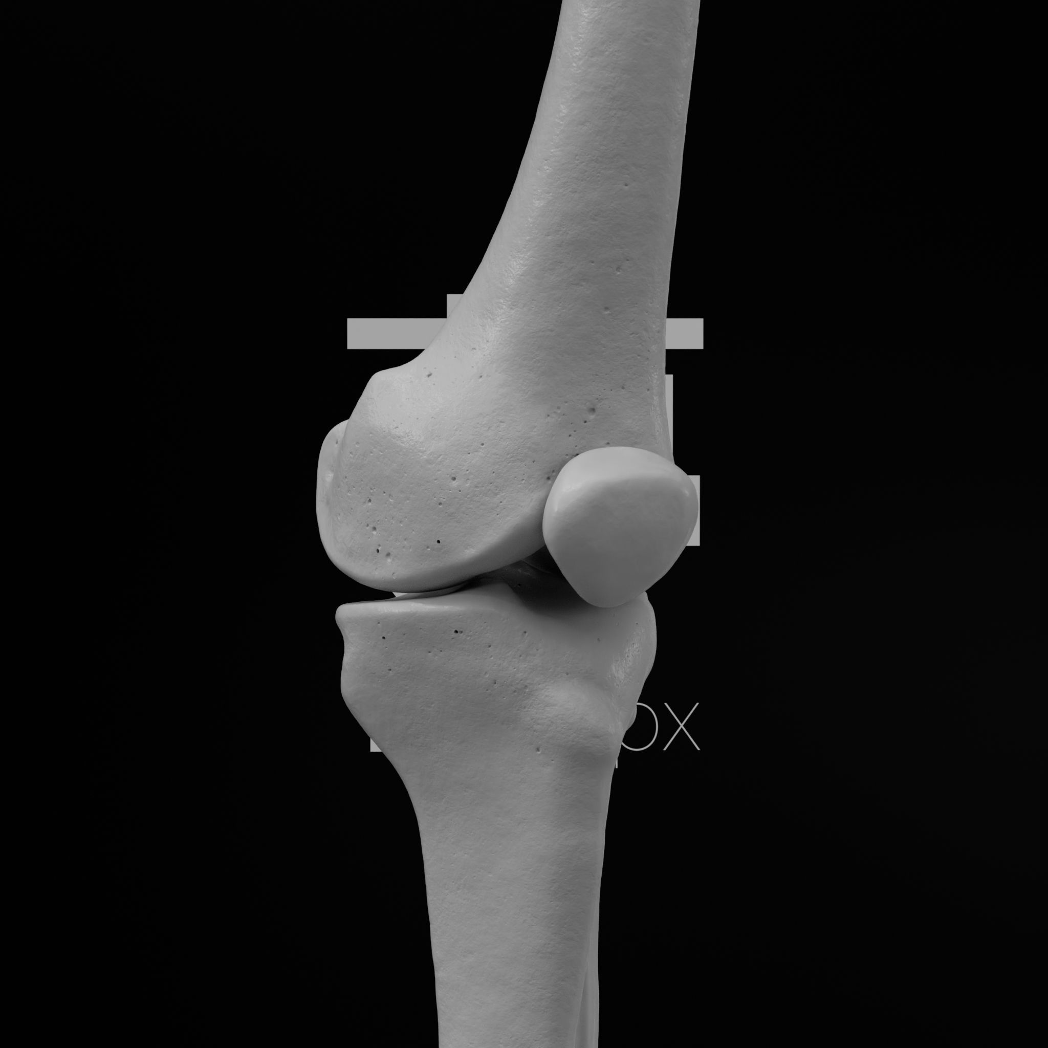Human Lt Leg and Foot Bones 3D print model_26