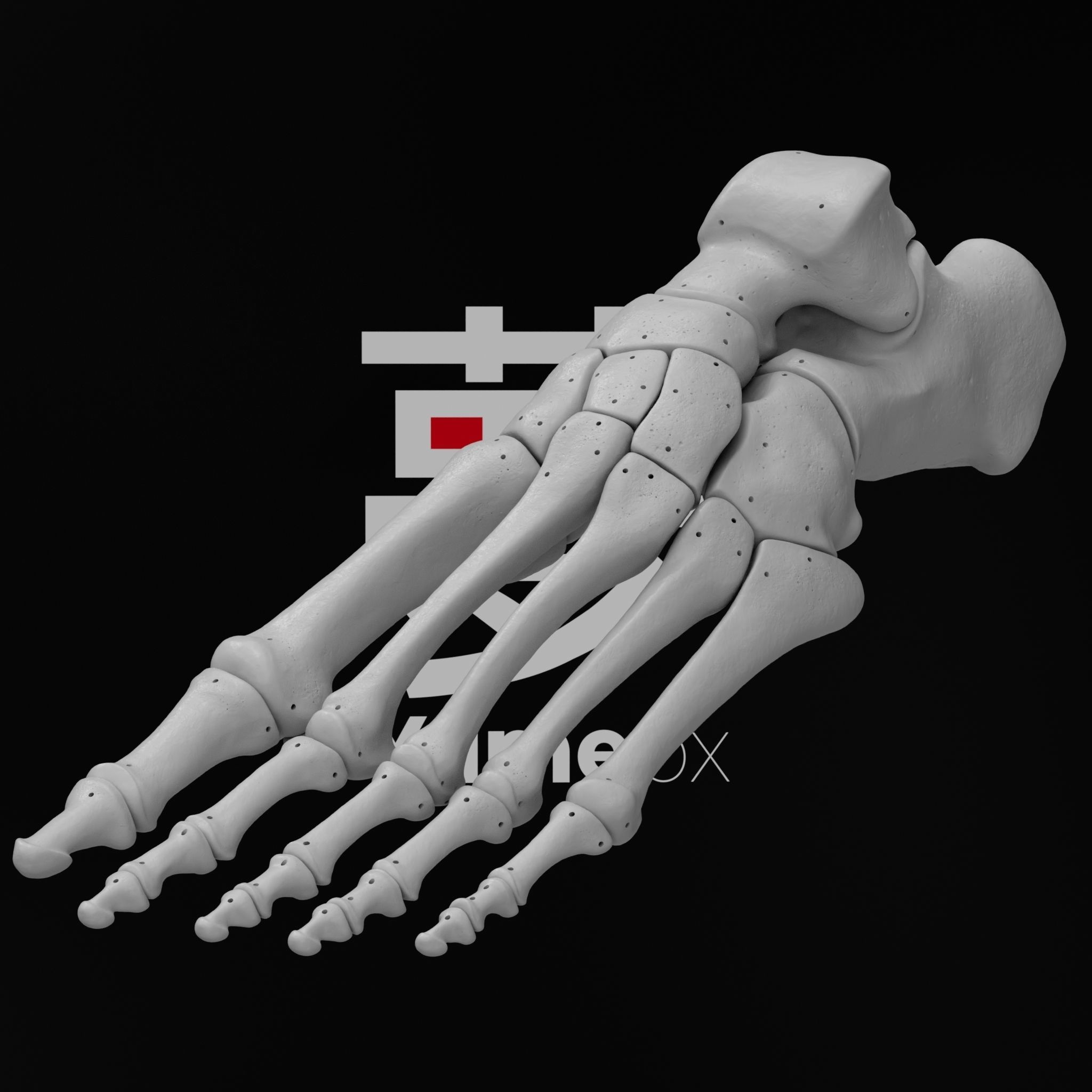 Human Lt Leg and Foot Bones 3D print model_10
