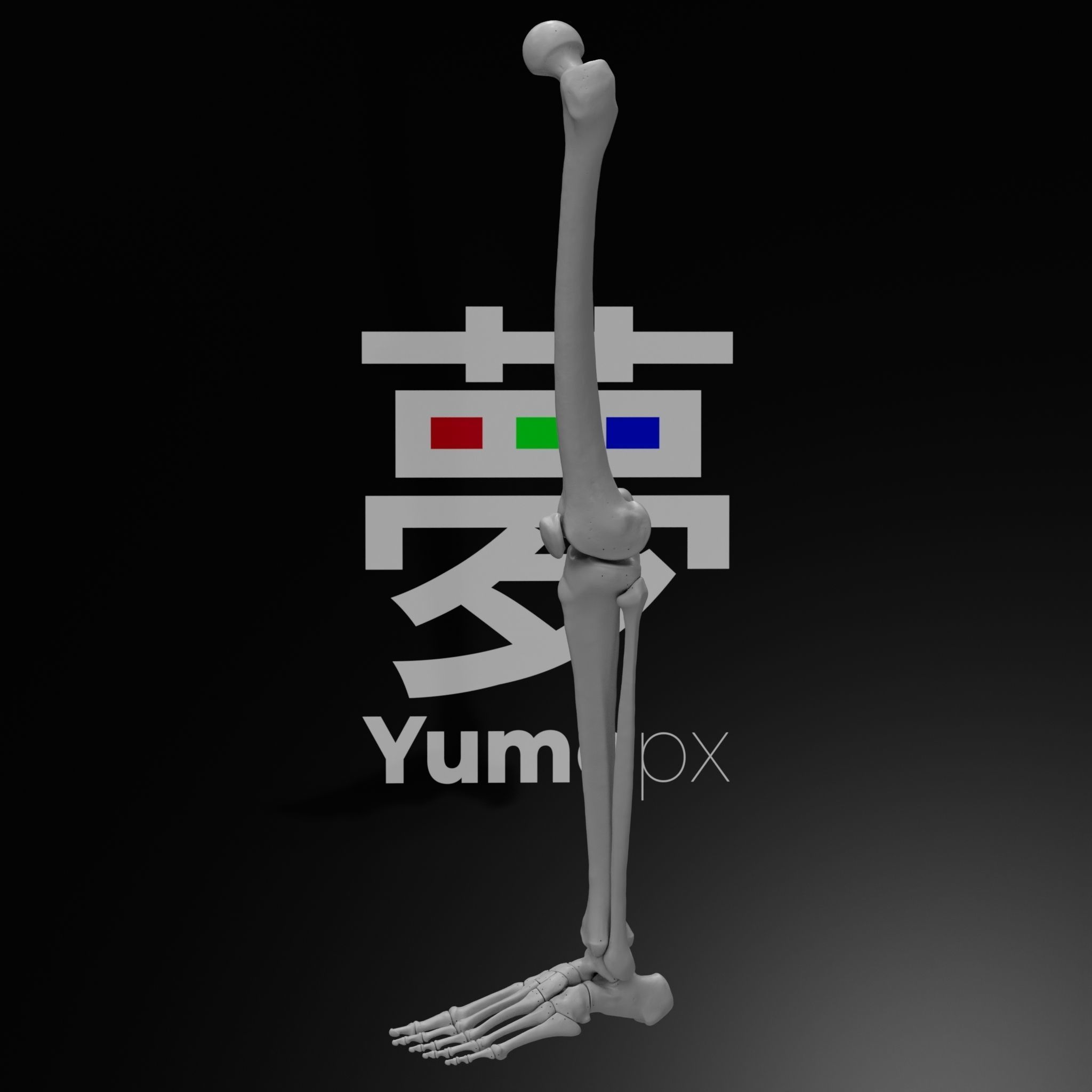 Human Lt Leg and Foot Bones 3D print model_13