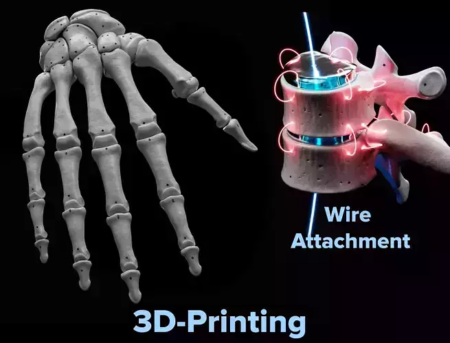 Human Lt Hand Bones 3D print model