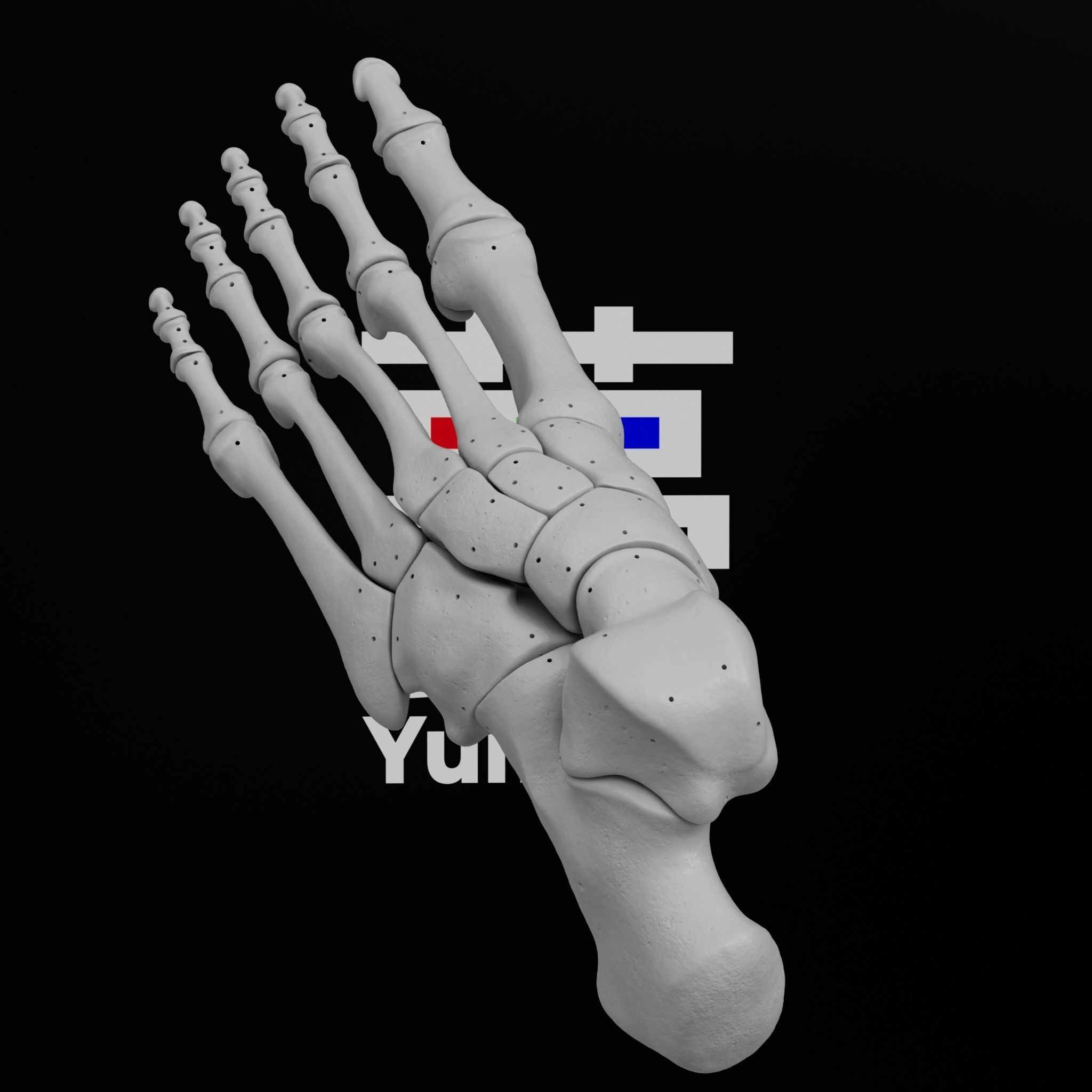 Human Lt Foot Bones 3D print model_4
