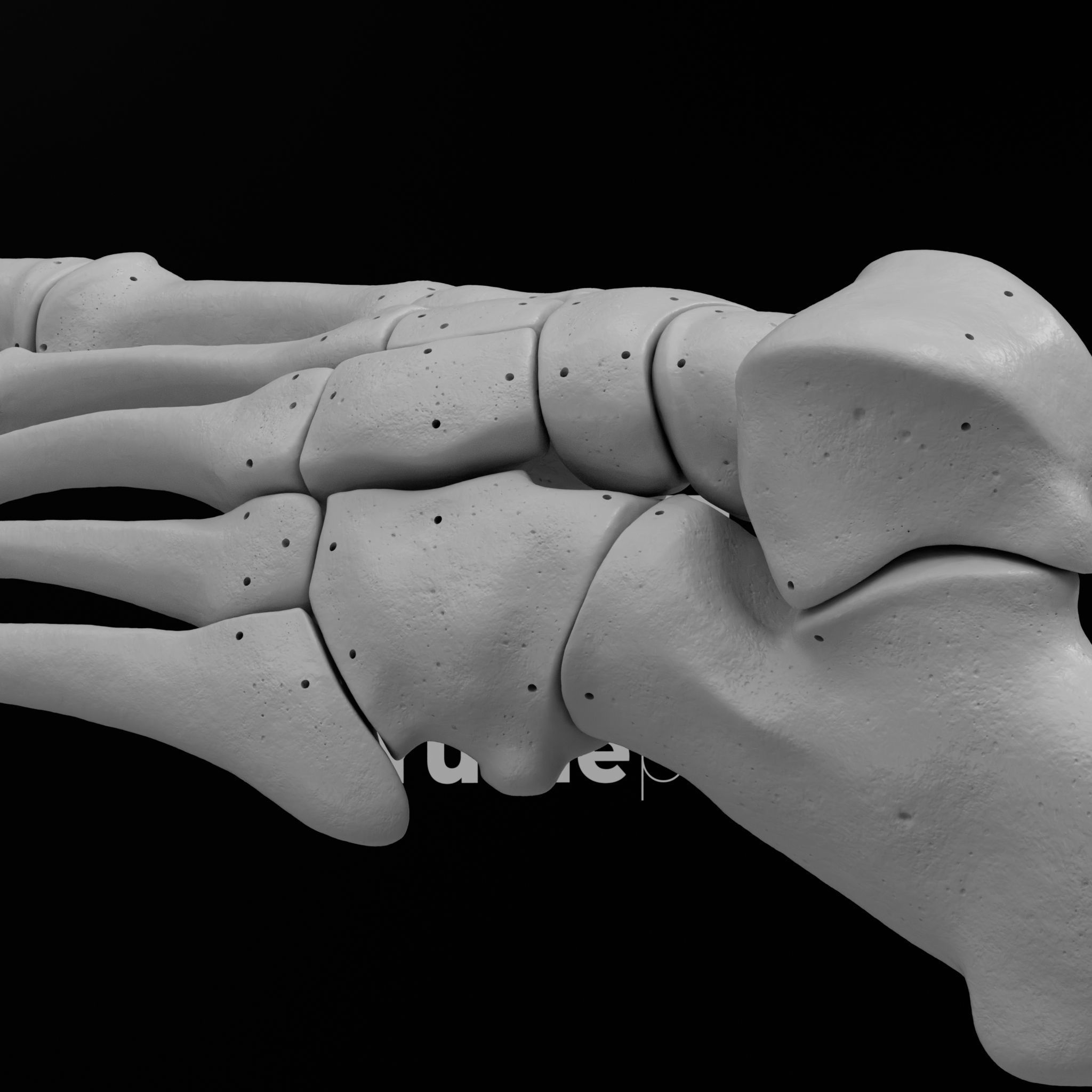 Human Lt Foot Bones 3D print model_8