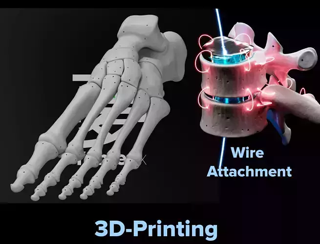 Human Lt Foot Bones 3D print model