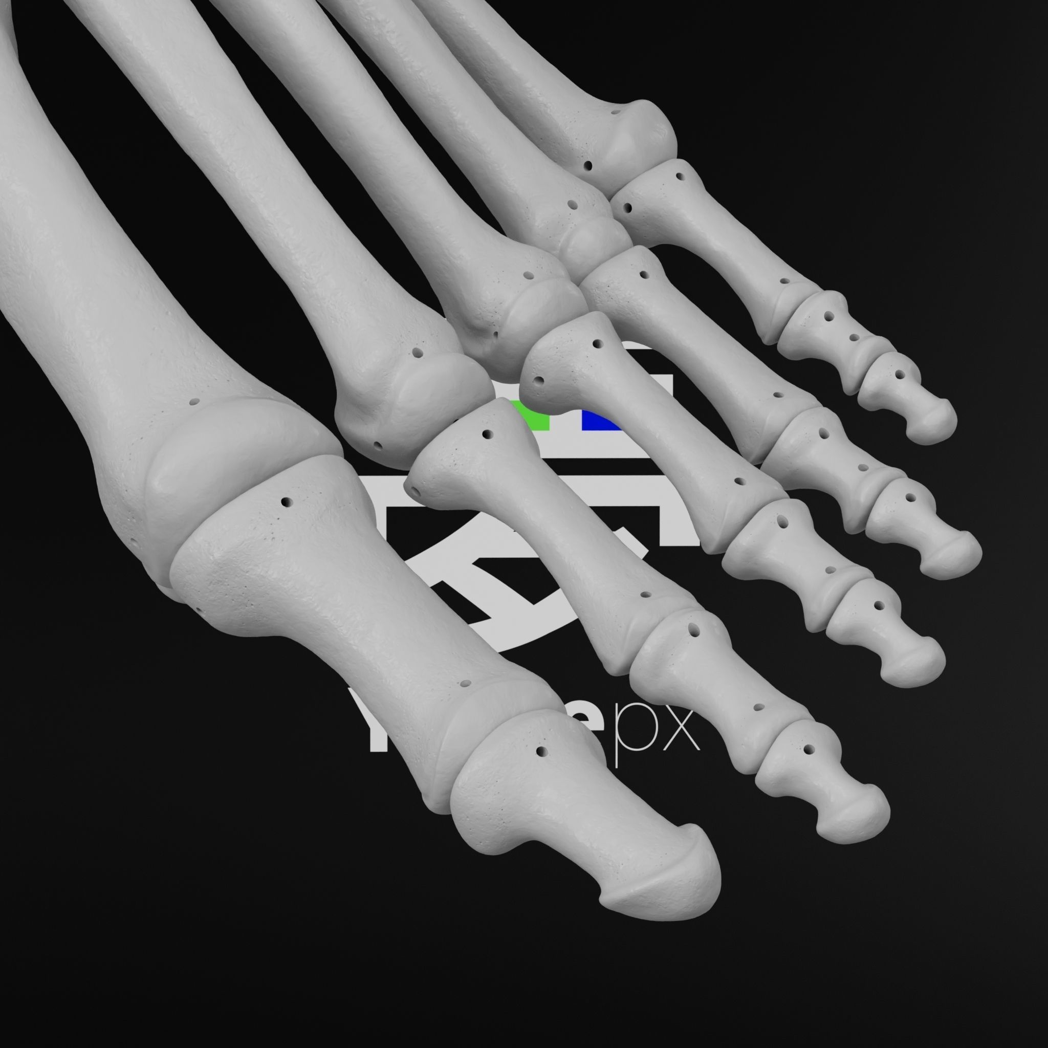 Human Lt Foot Bones 3D print model_9