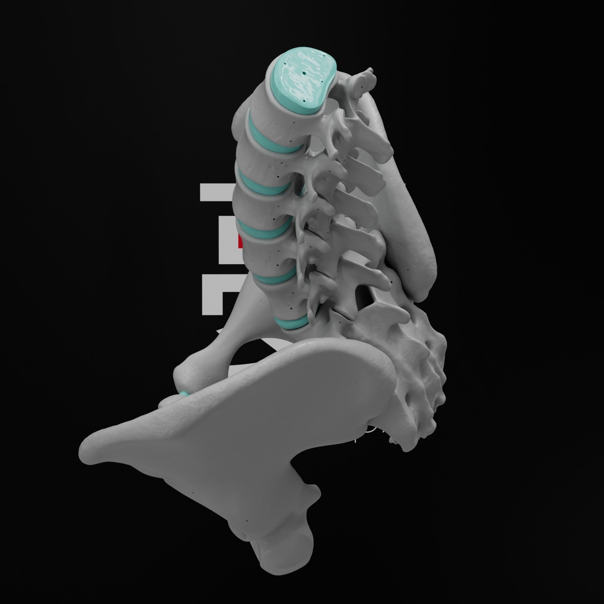 Lumbar Spine - Ilium 3D print model_7