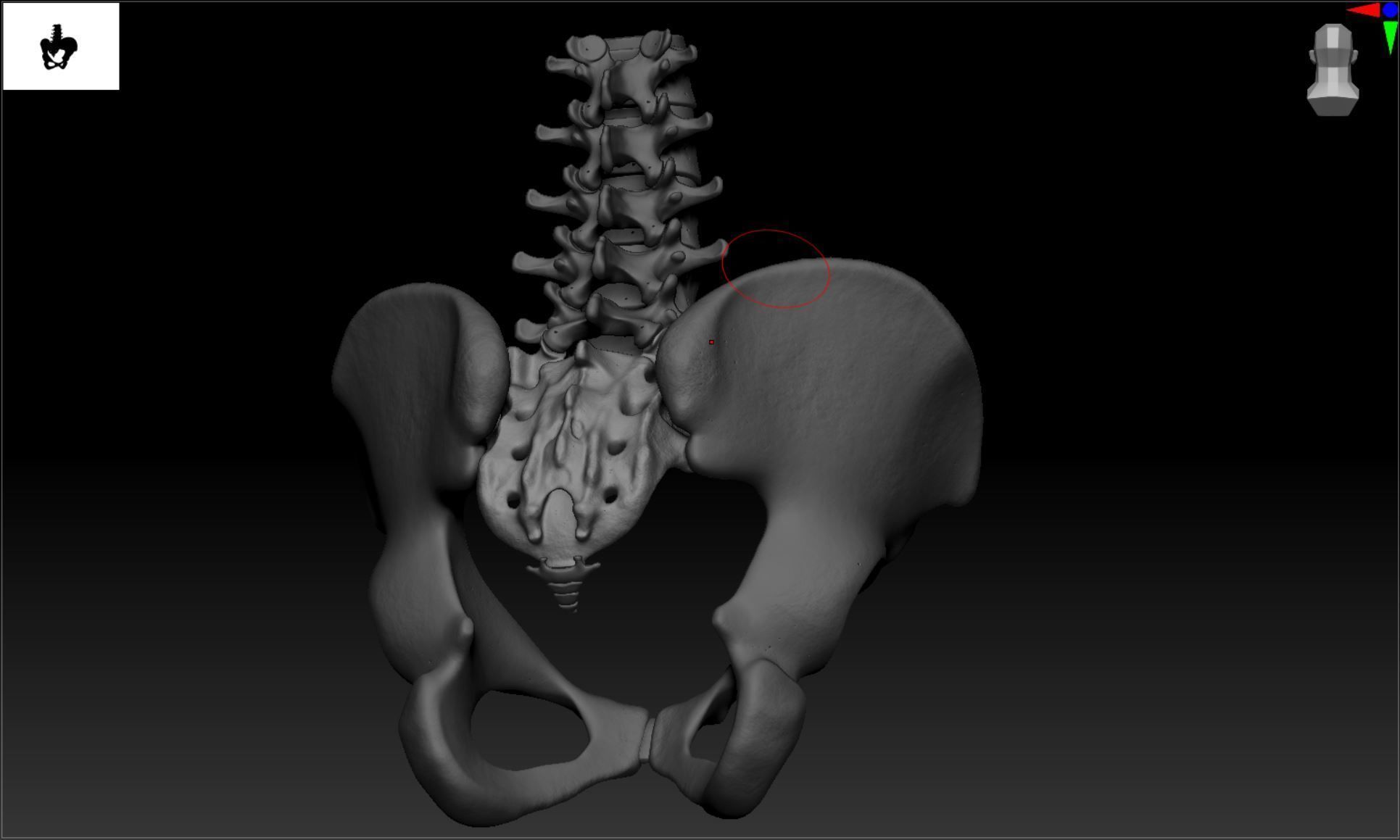 Lumbar Spine - Ilium 3D print model_17