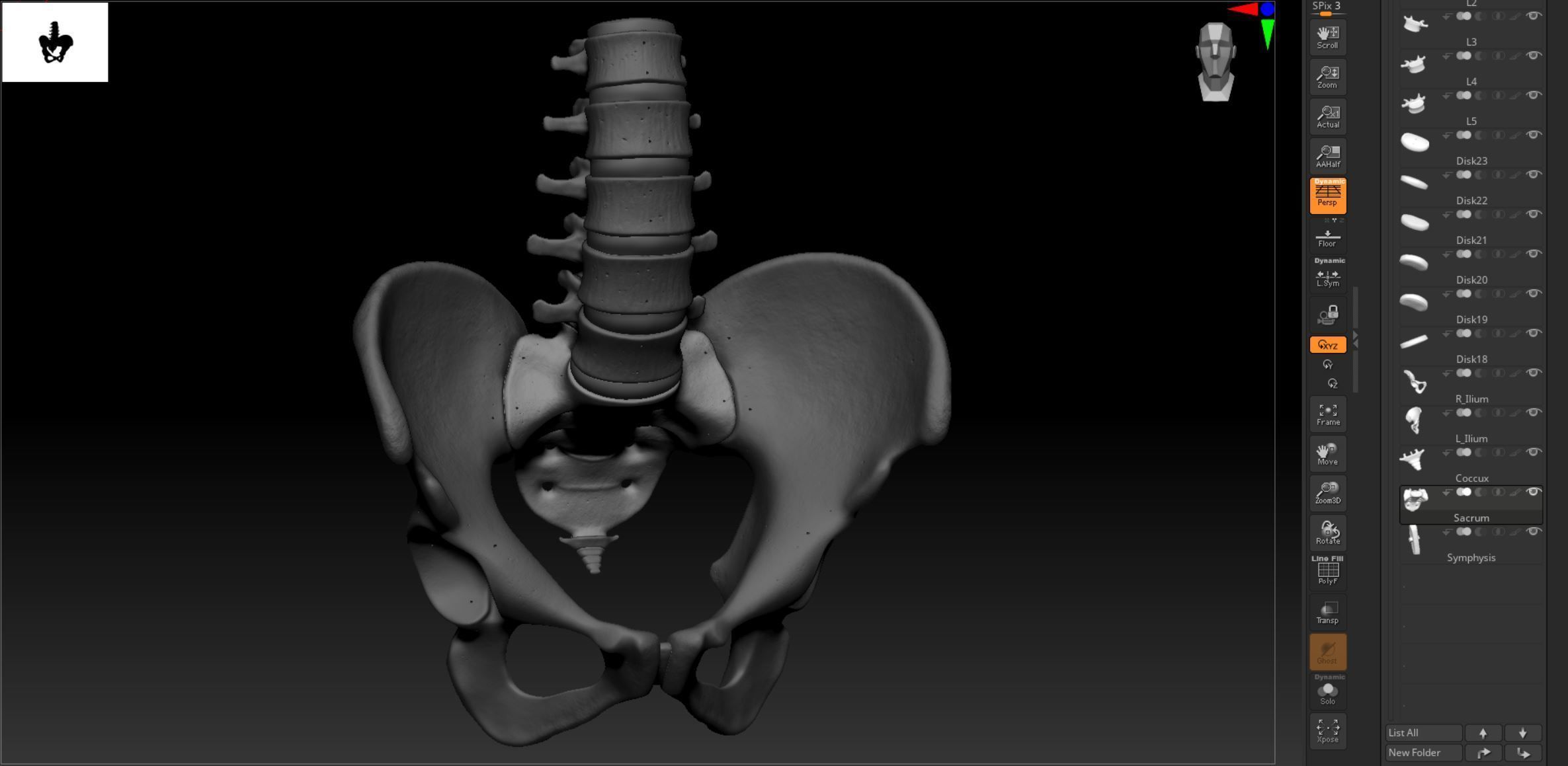 Lumbar Spine - Ilium 3D print model_16