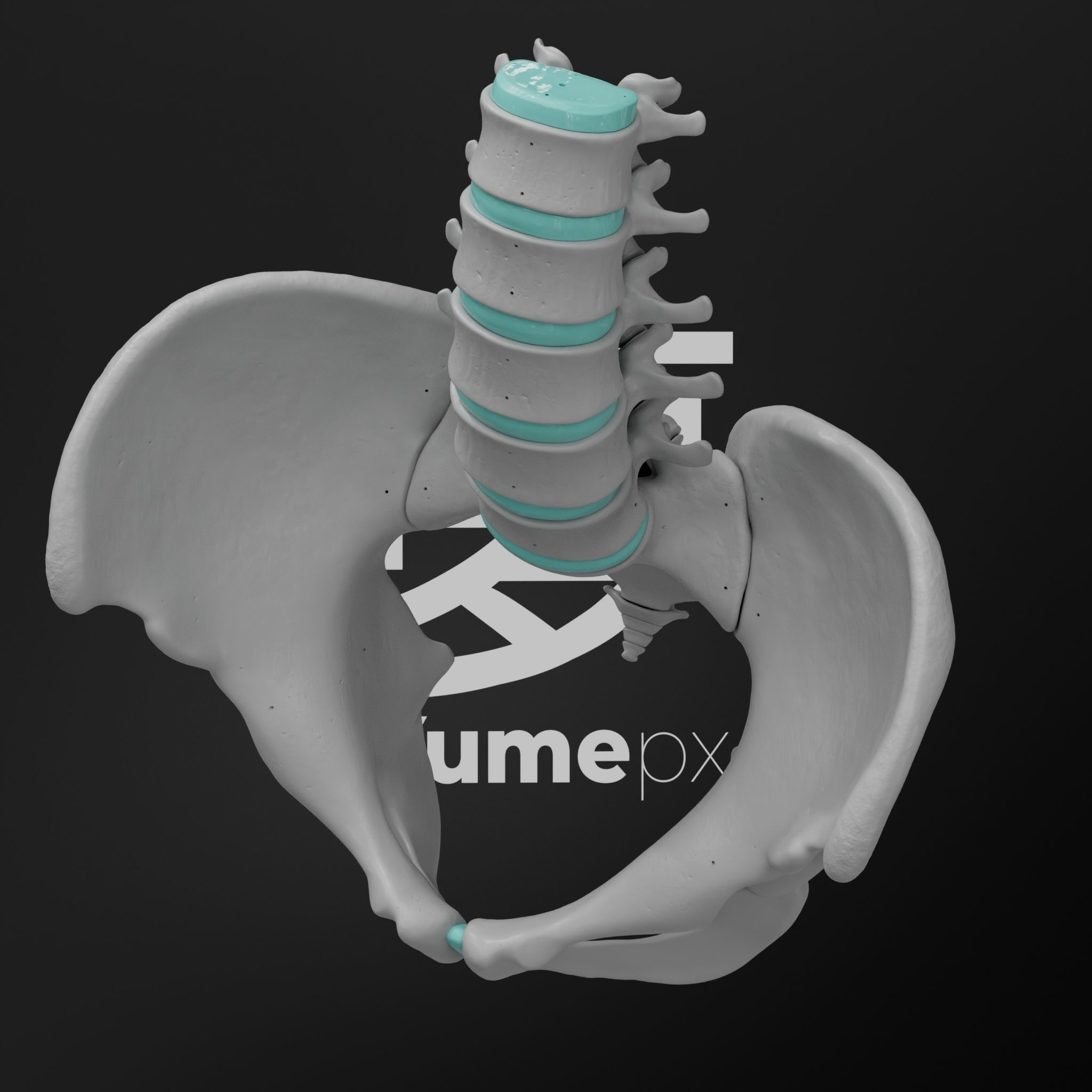 Lumbar Spine - Ilium 3D print model_8