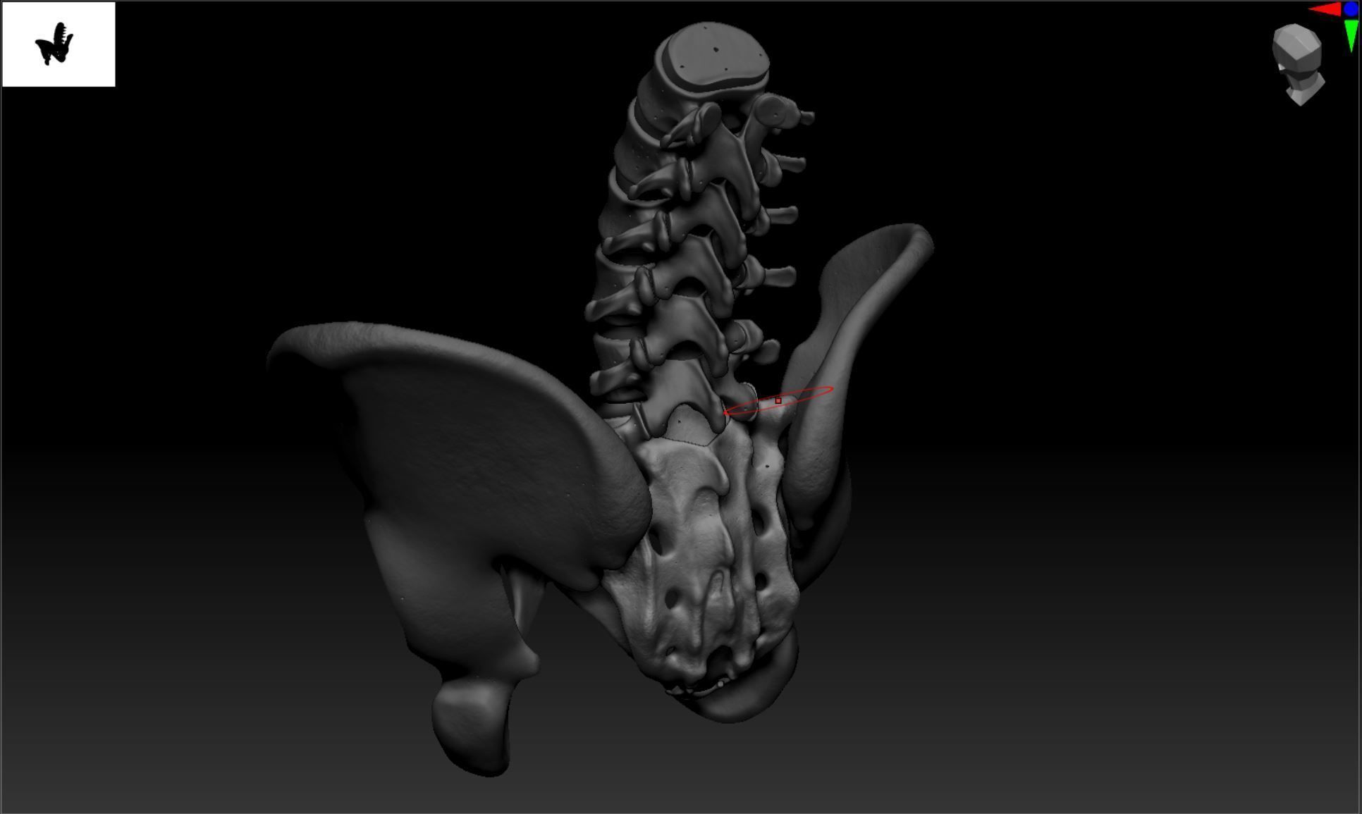 Lumbar Spine - Ilium 3D print model_19