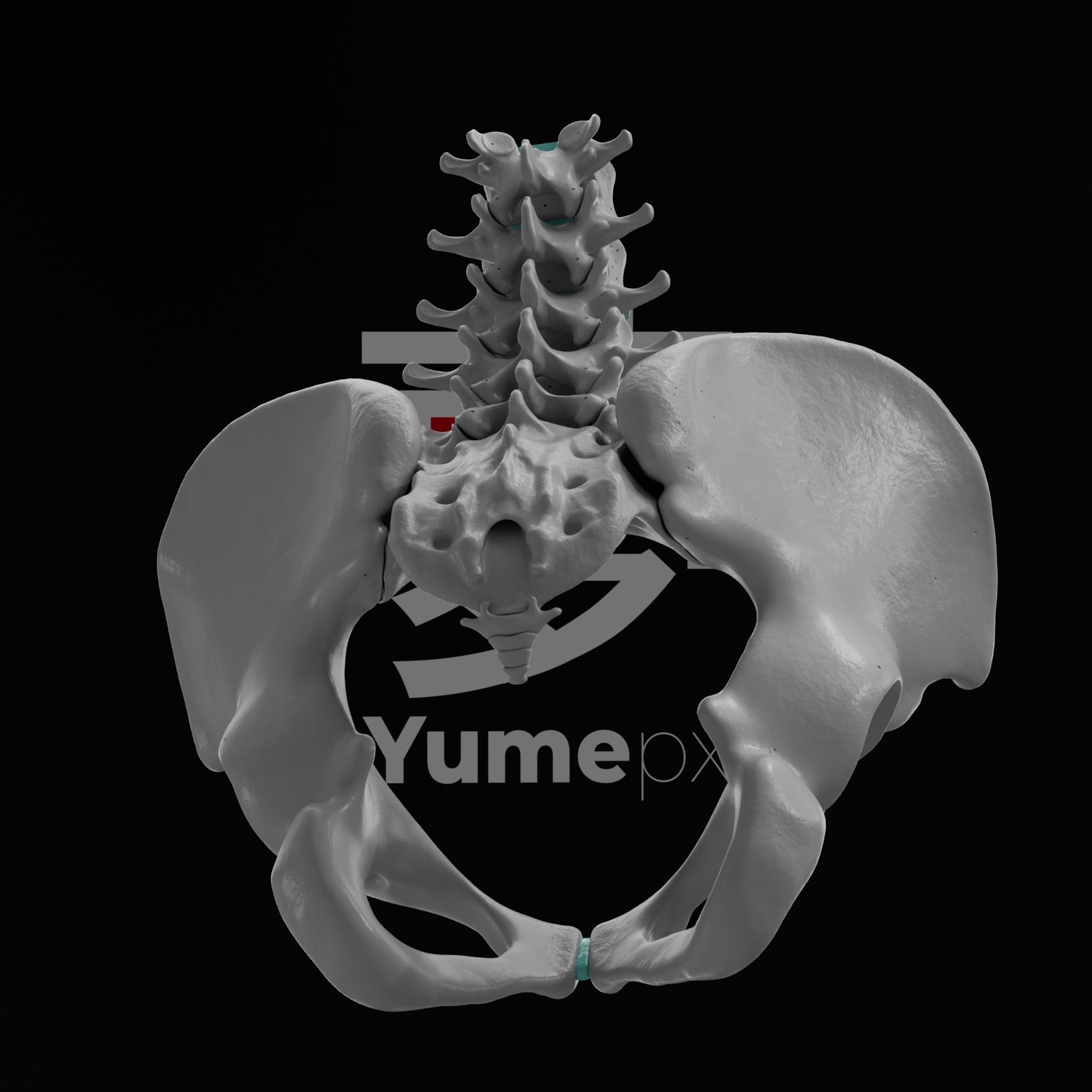 Lumbar Spine - Ilium 3D print model_13