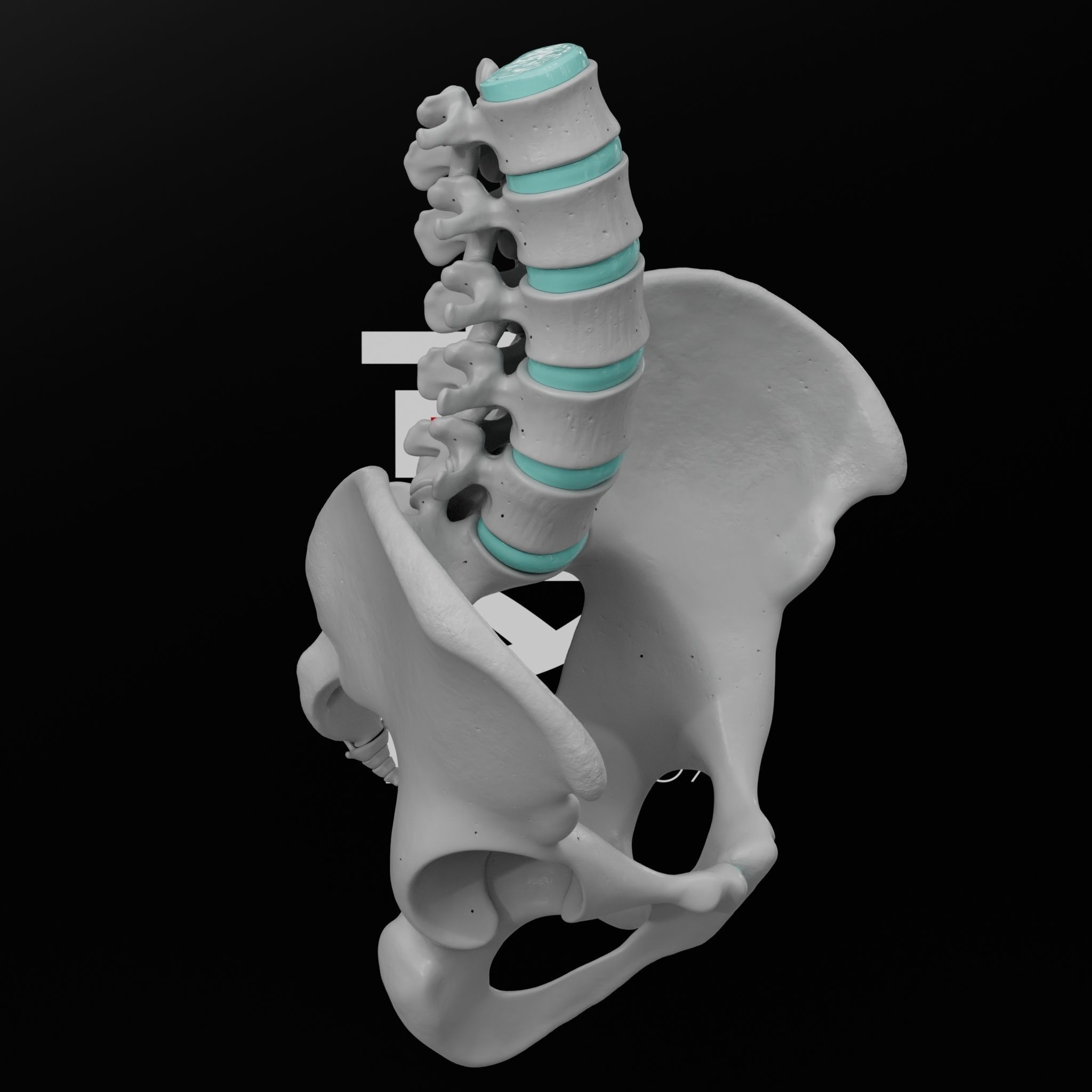 Lumbar Spine - Ilium 3D print model_10