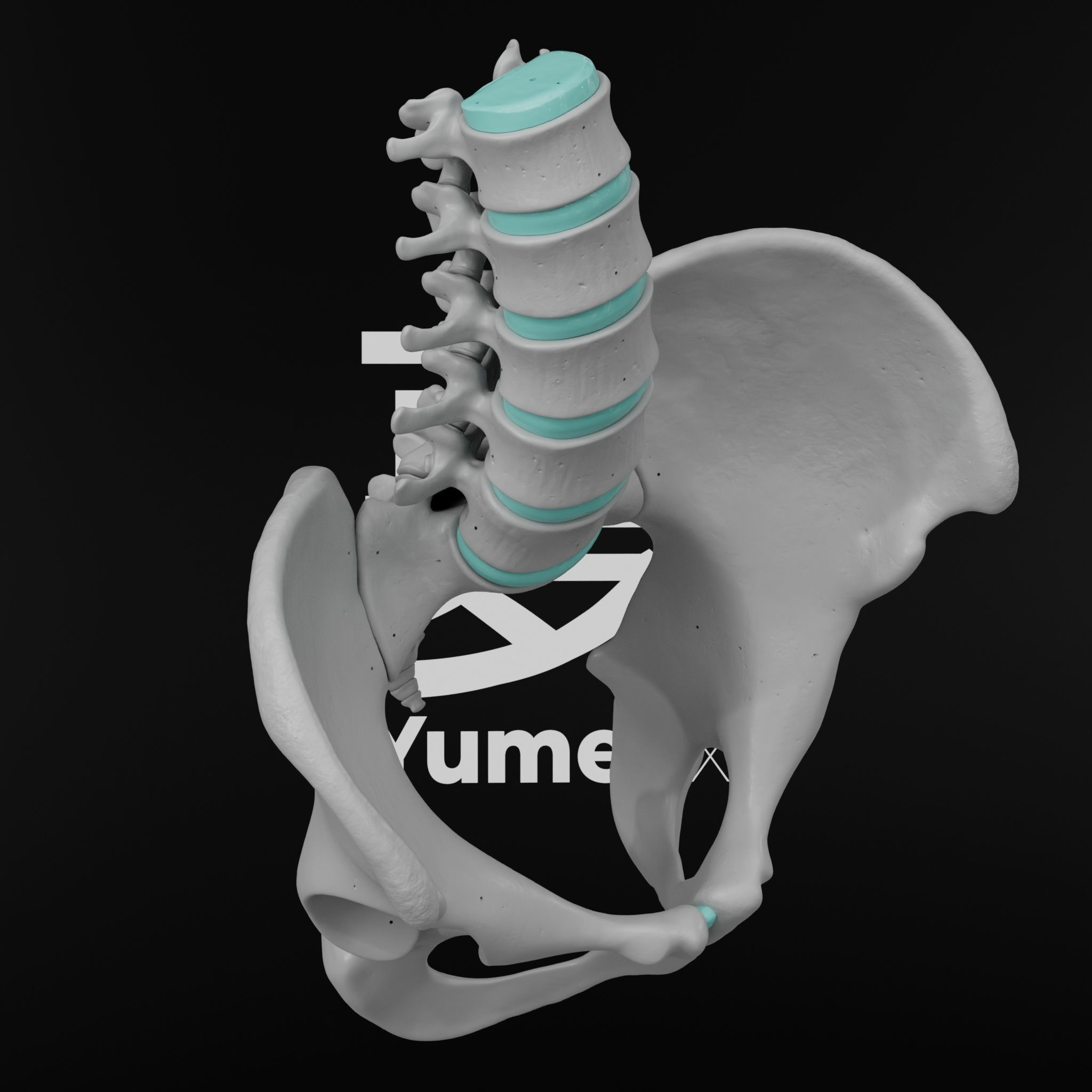 Lumbar Spine - Ilium 3D print model_9