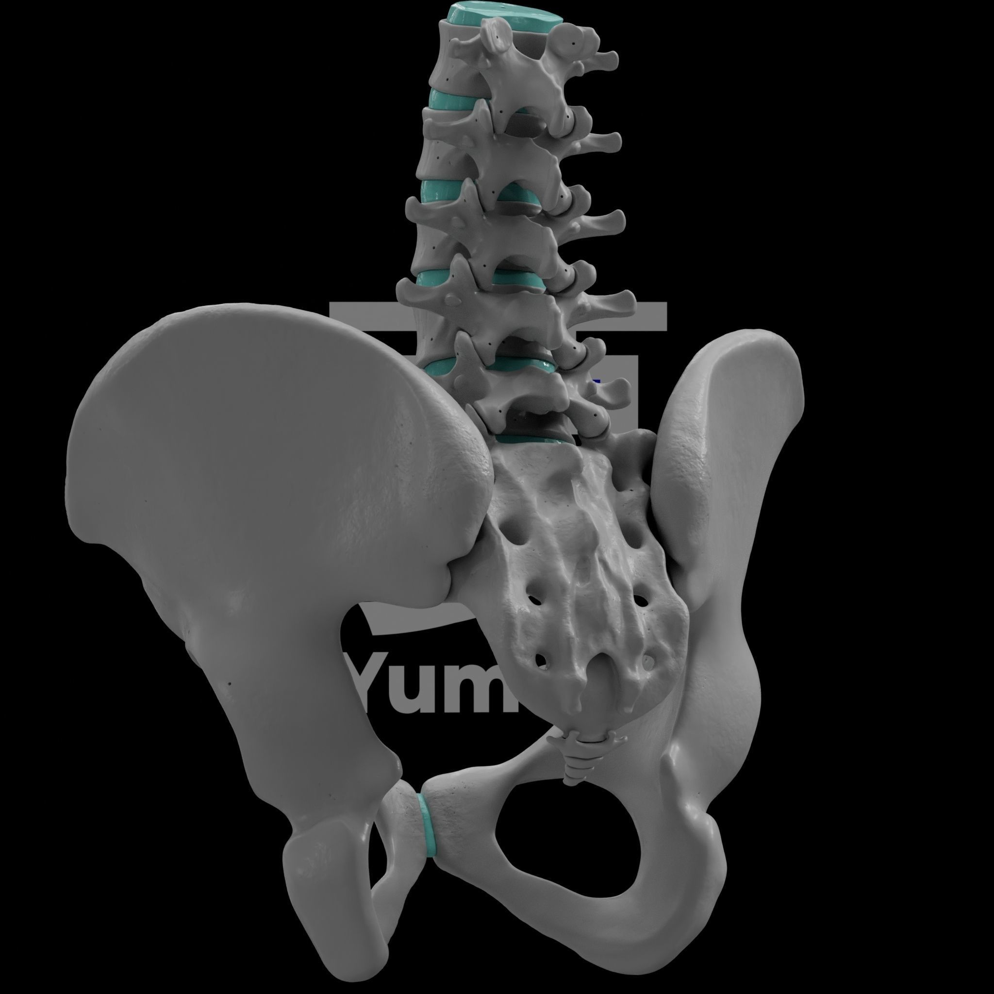 Lumbar Spine - Ilium 3D print model_11