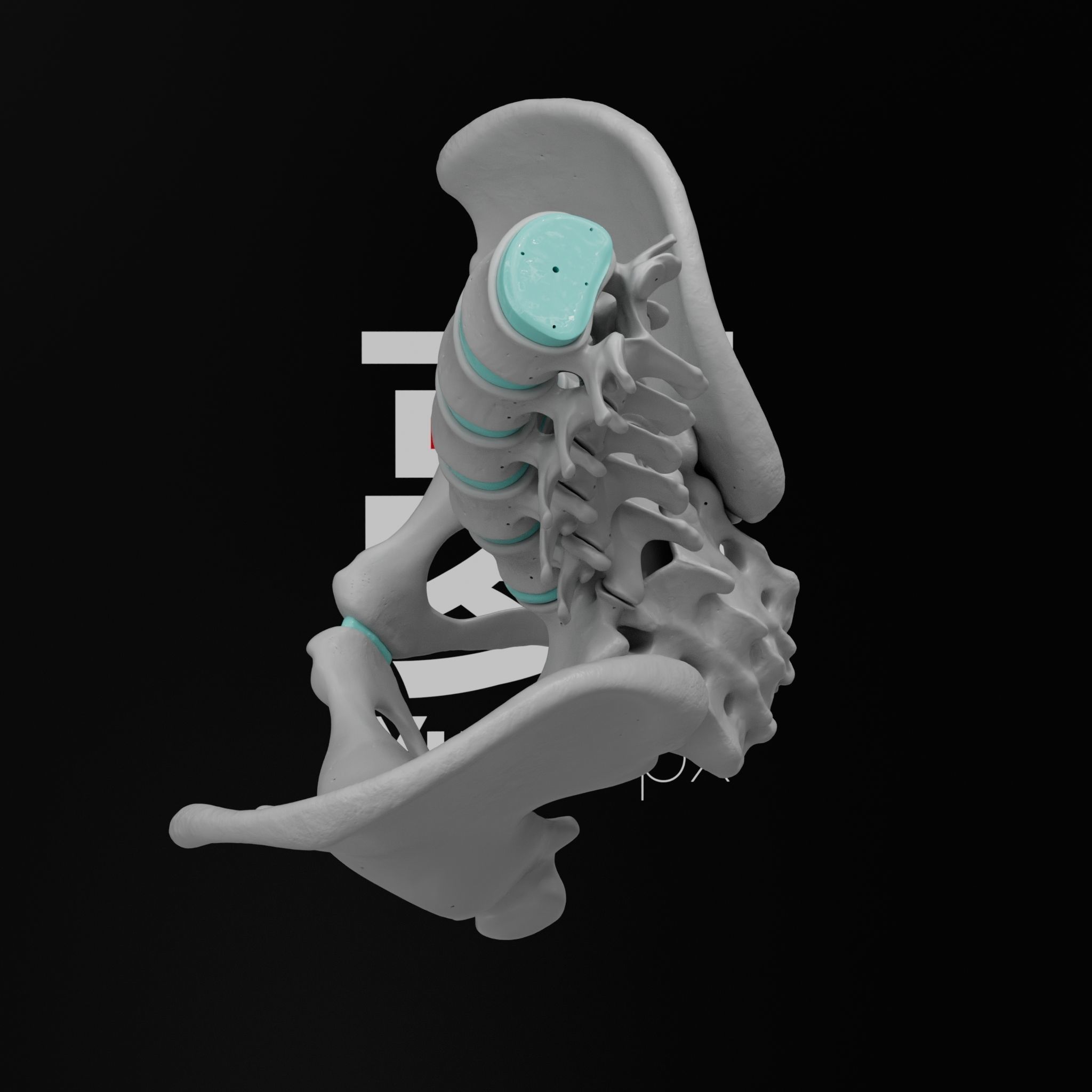 Lumbar Spine - Ilium 3D print model_15