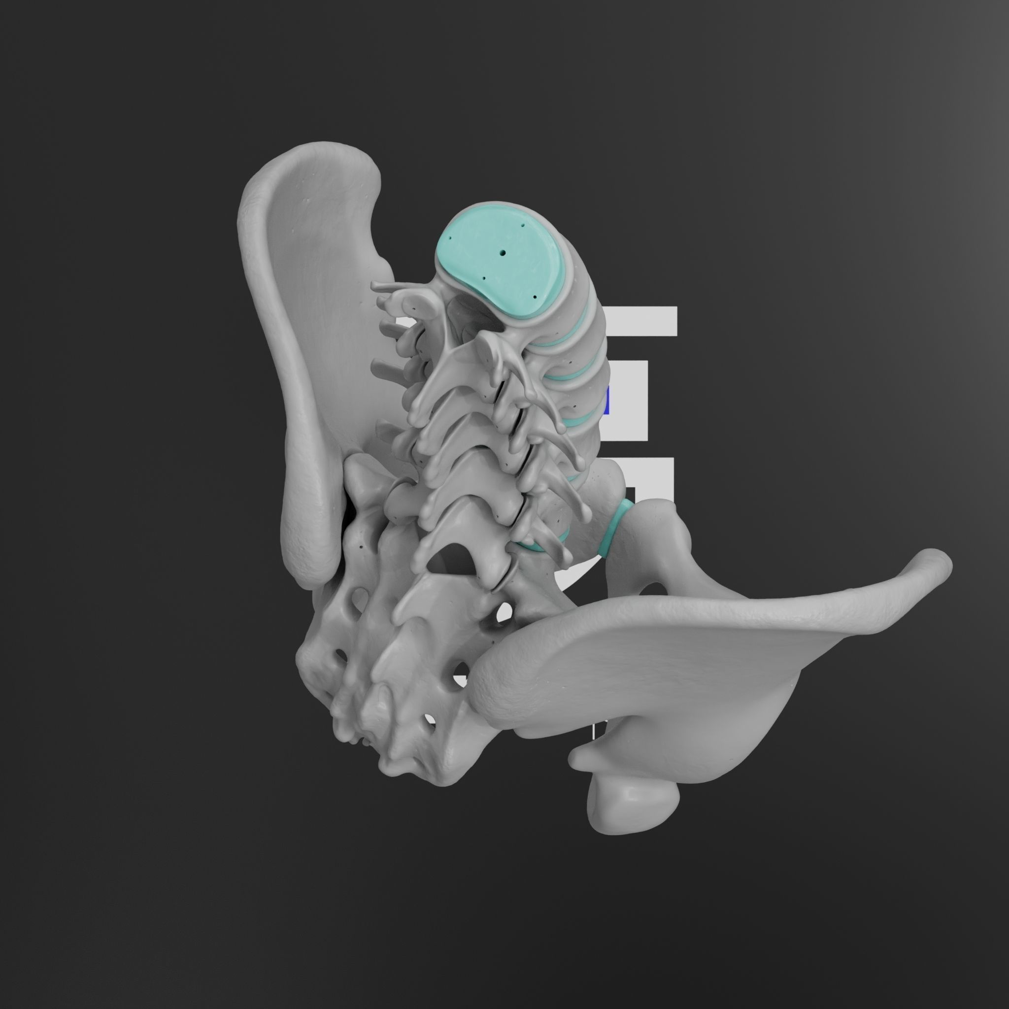 Lumbar Spine - Ilium 3D print model_14