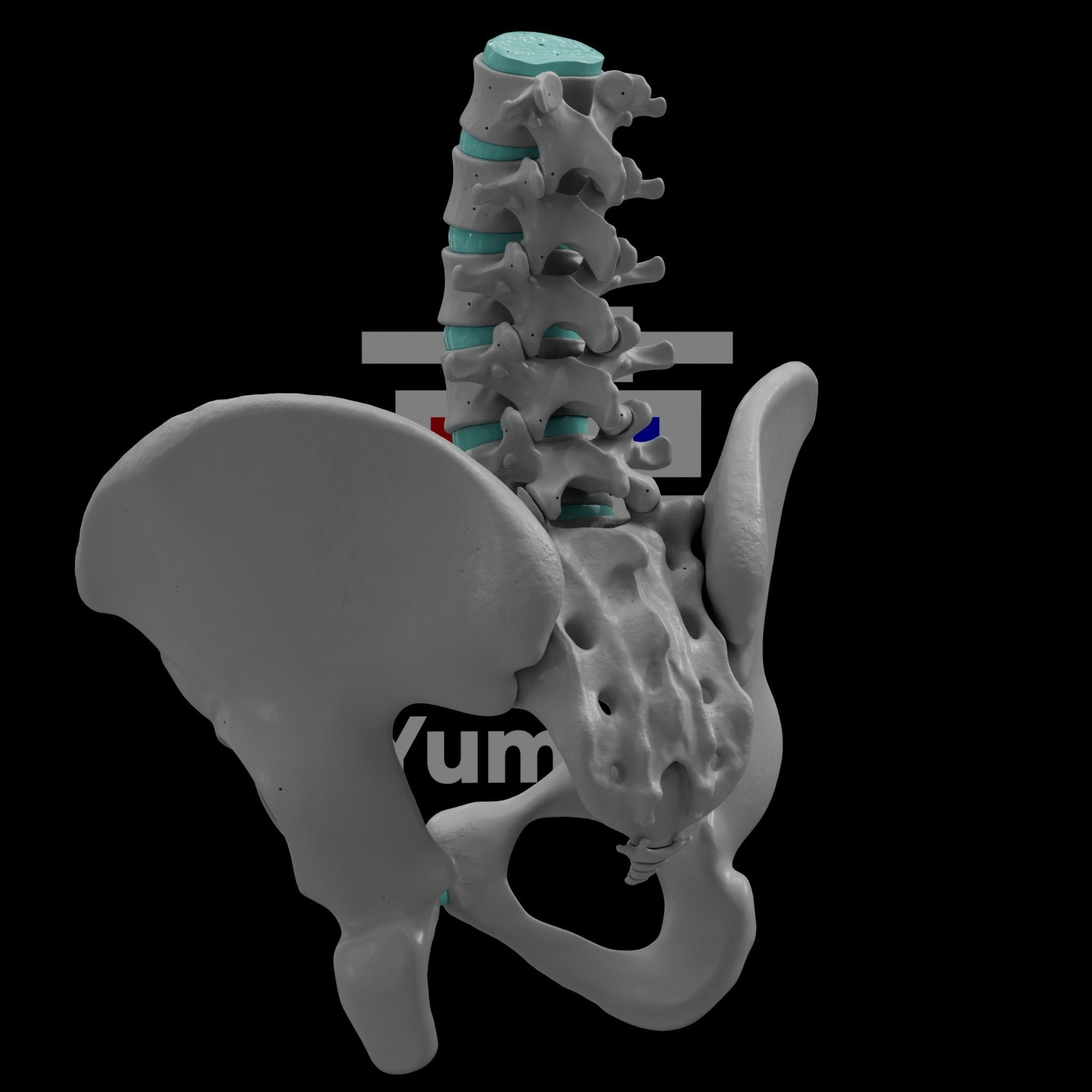 Lumbar Spine - Ilium 3D print model_6