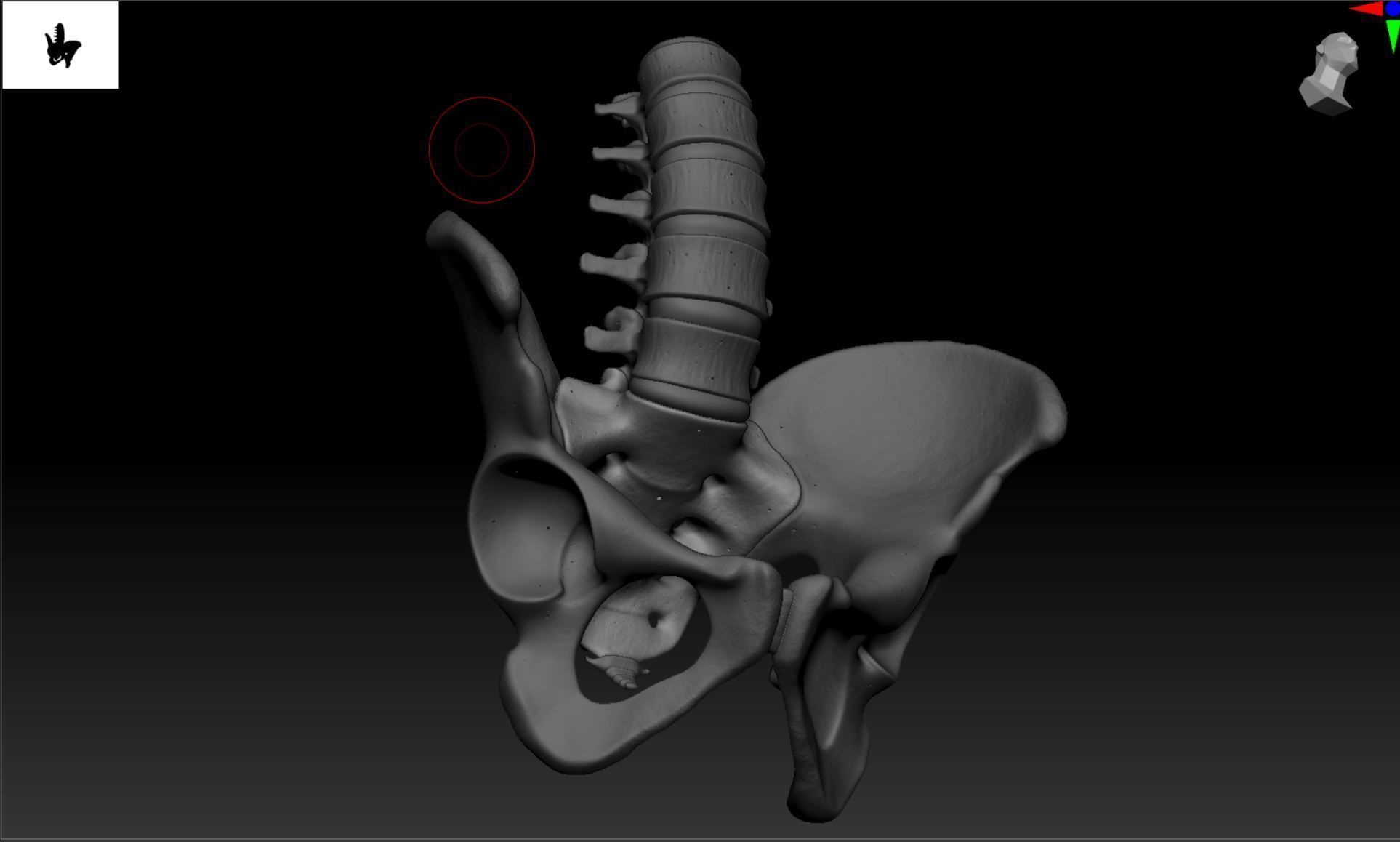 Lumbar Spine - Ilium 3D print model_18