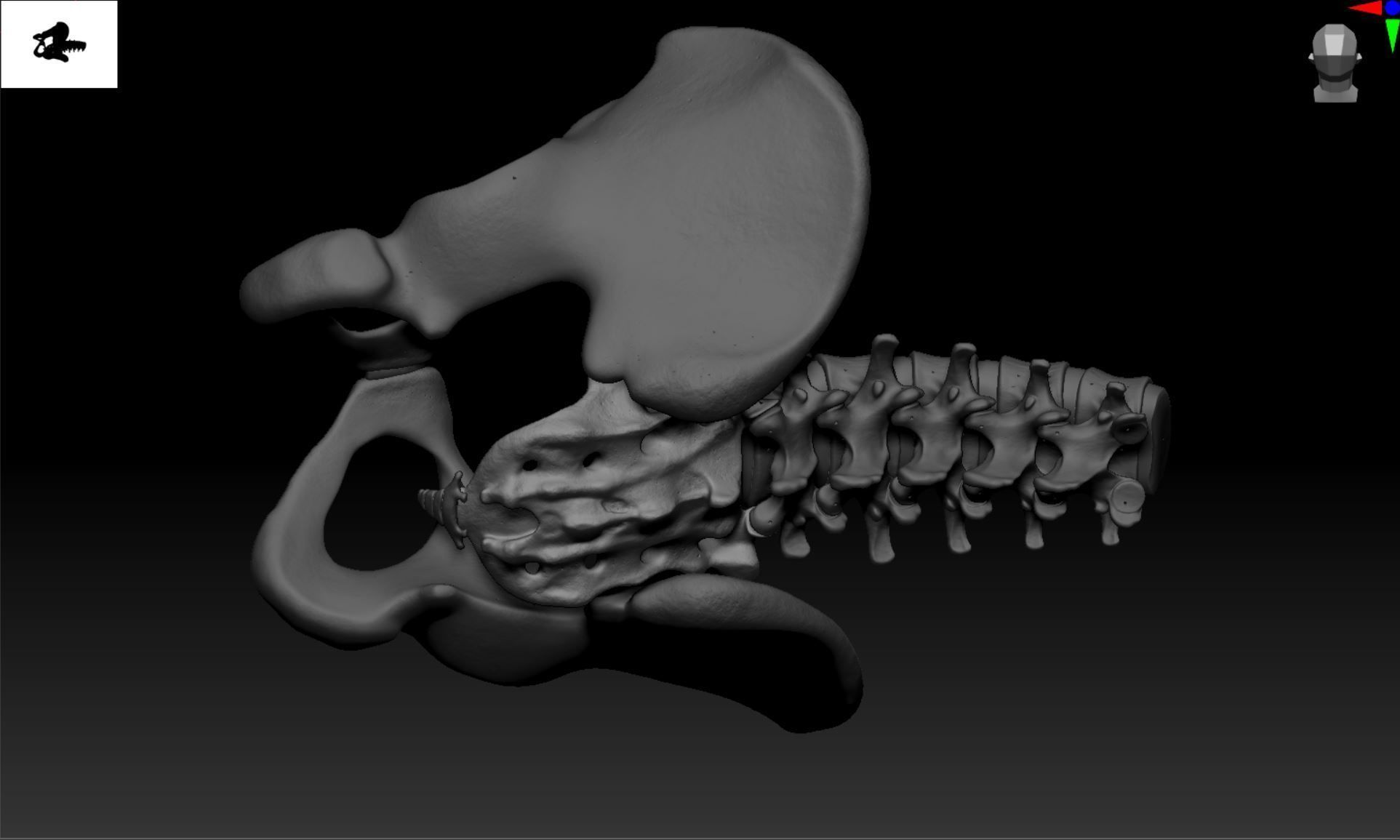 Lumbar Spine - Ilium 3D print model_21