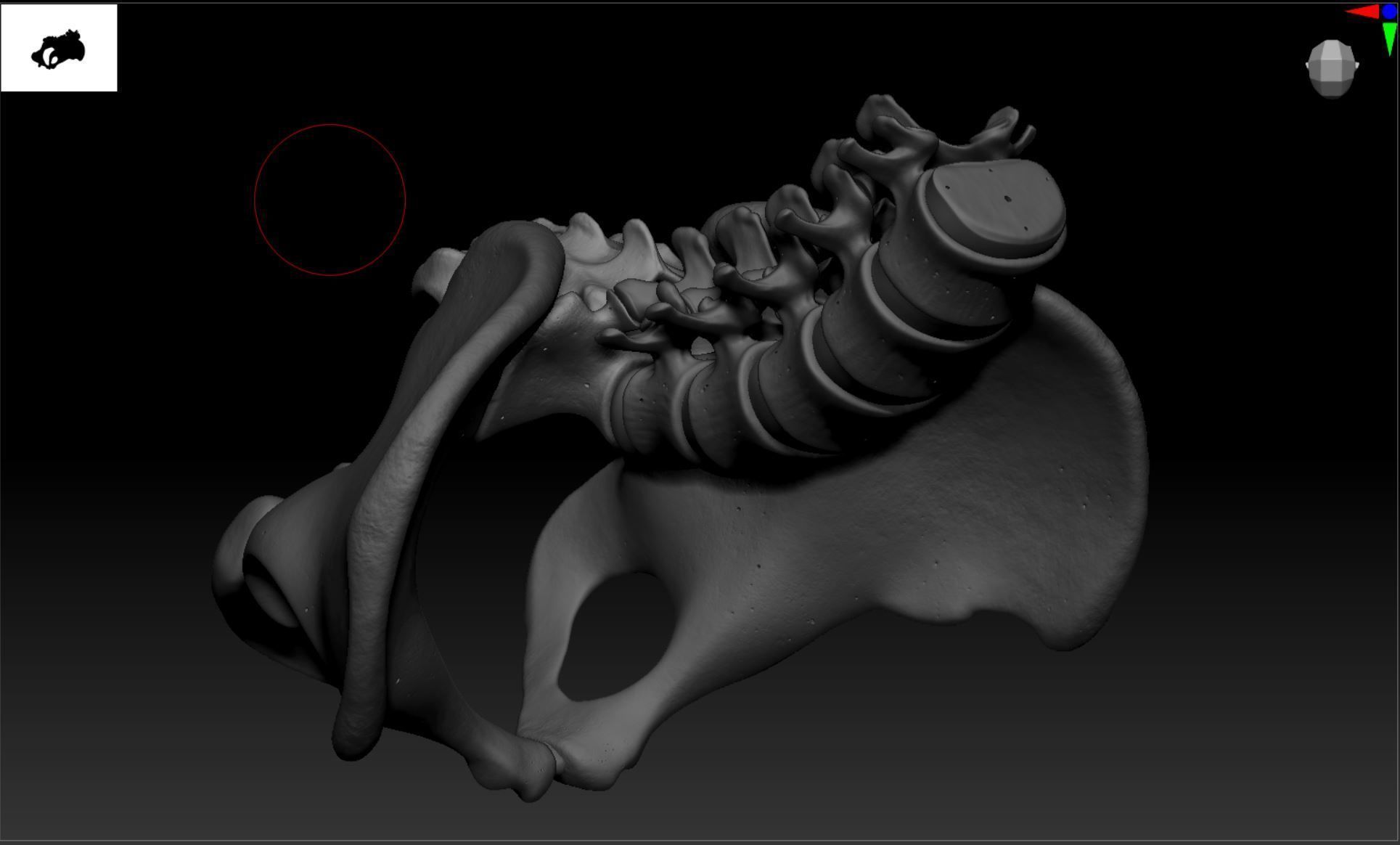 Lumbar Spine - Ilium 3D print model_20
