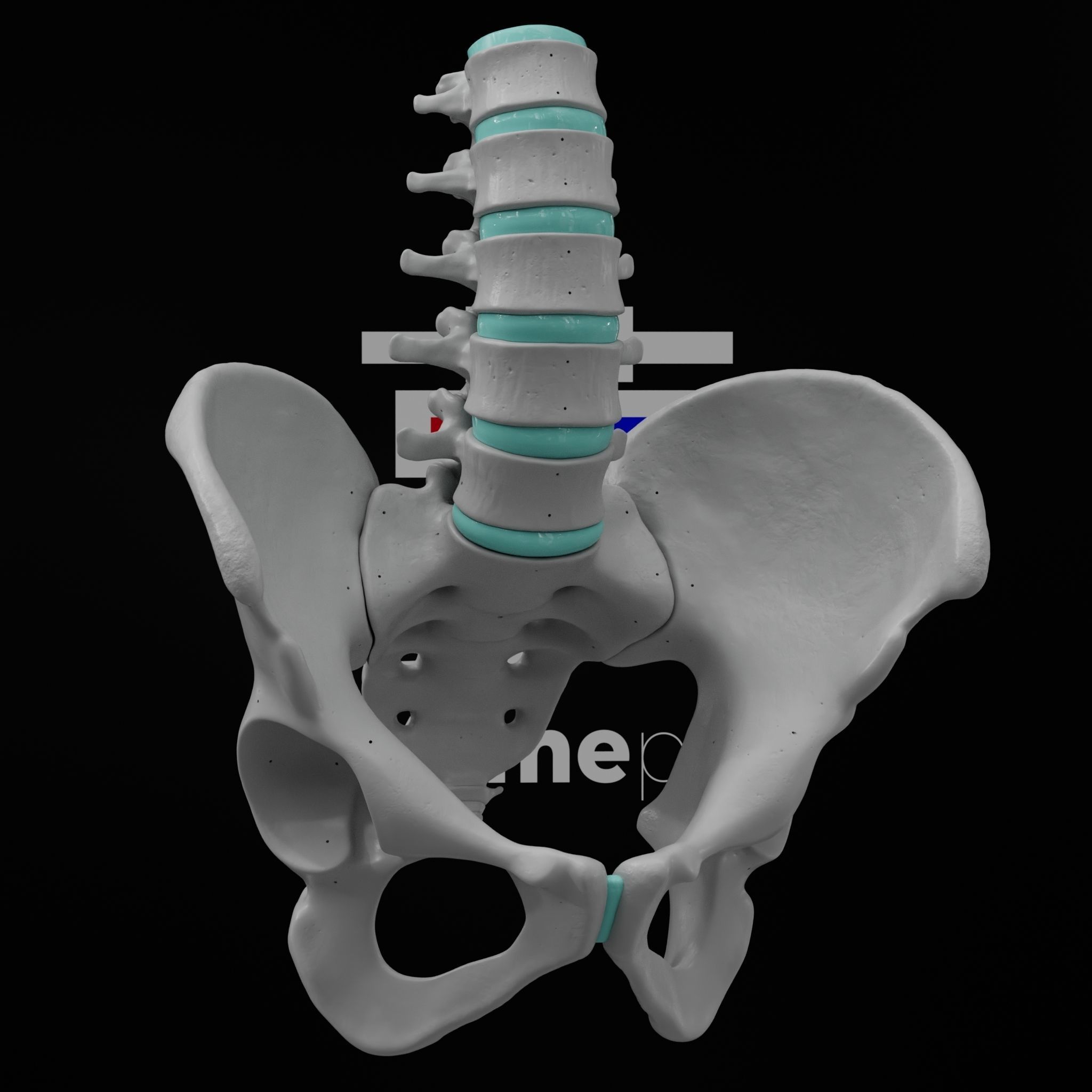 Lumbar Spine - Ilium 3D print model_3