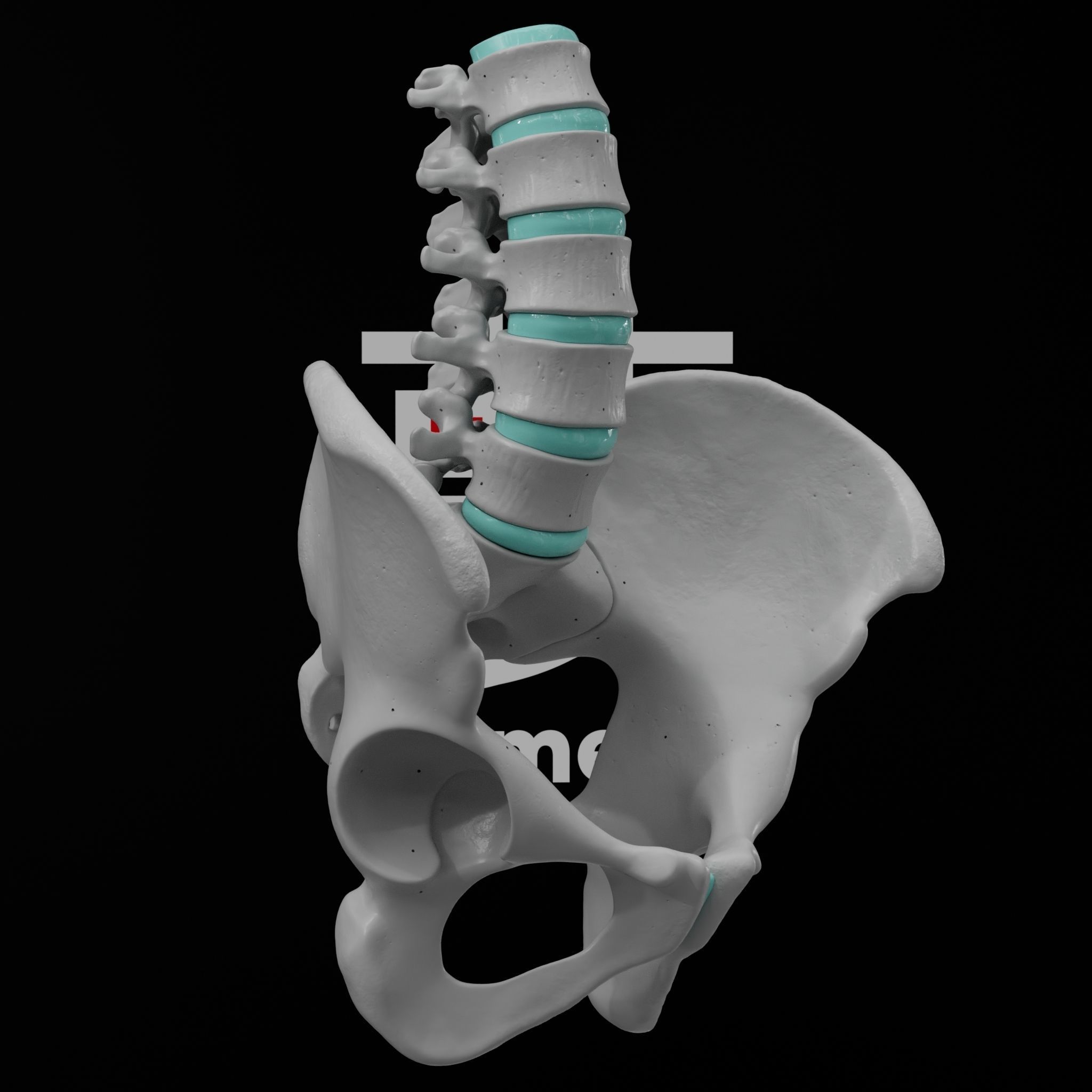 Lumbar Spine - Ilium 3D print model_4