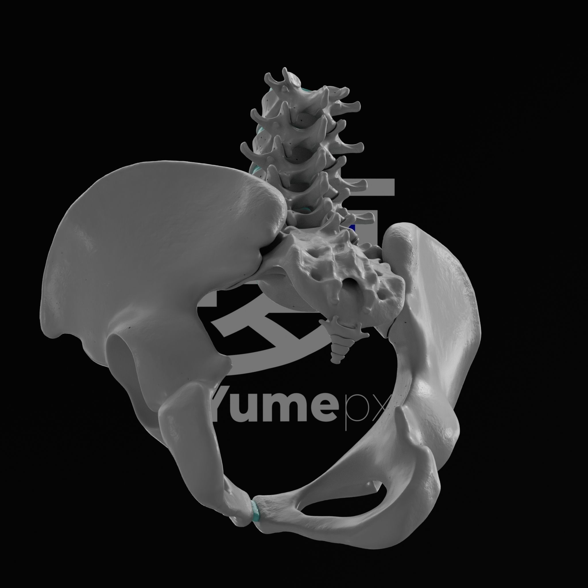 Lumbar Spine - Ilium 3D print model_12