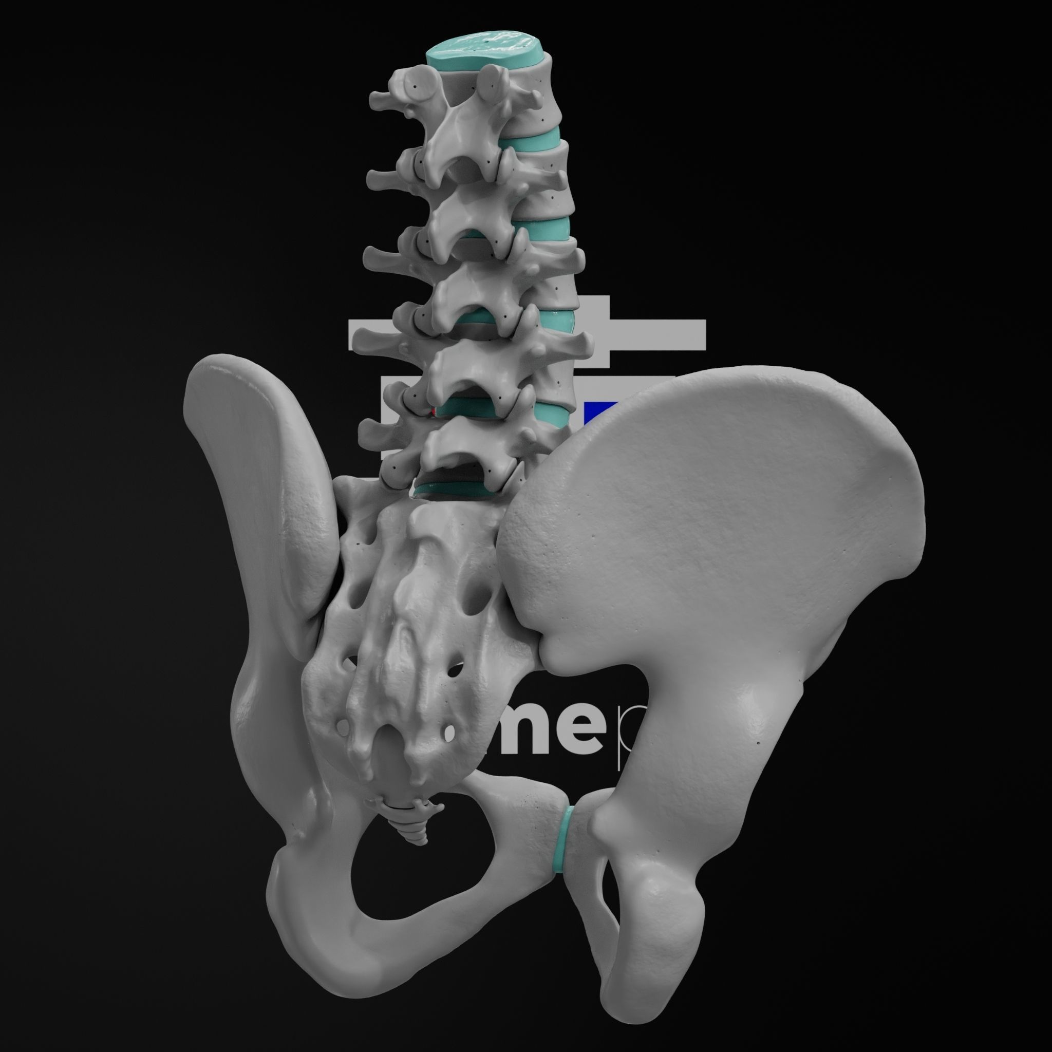 Lumbar Spine - Ilium 3D print model_5