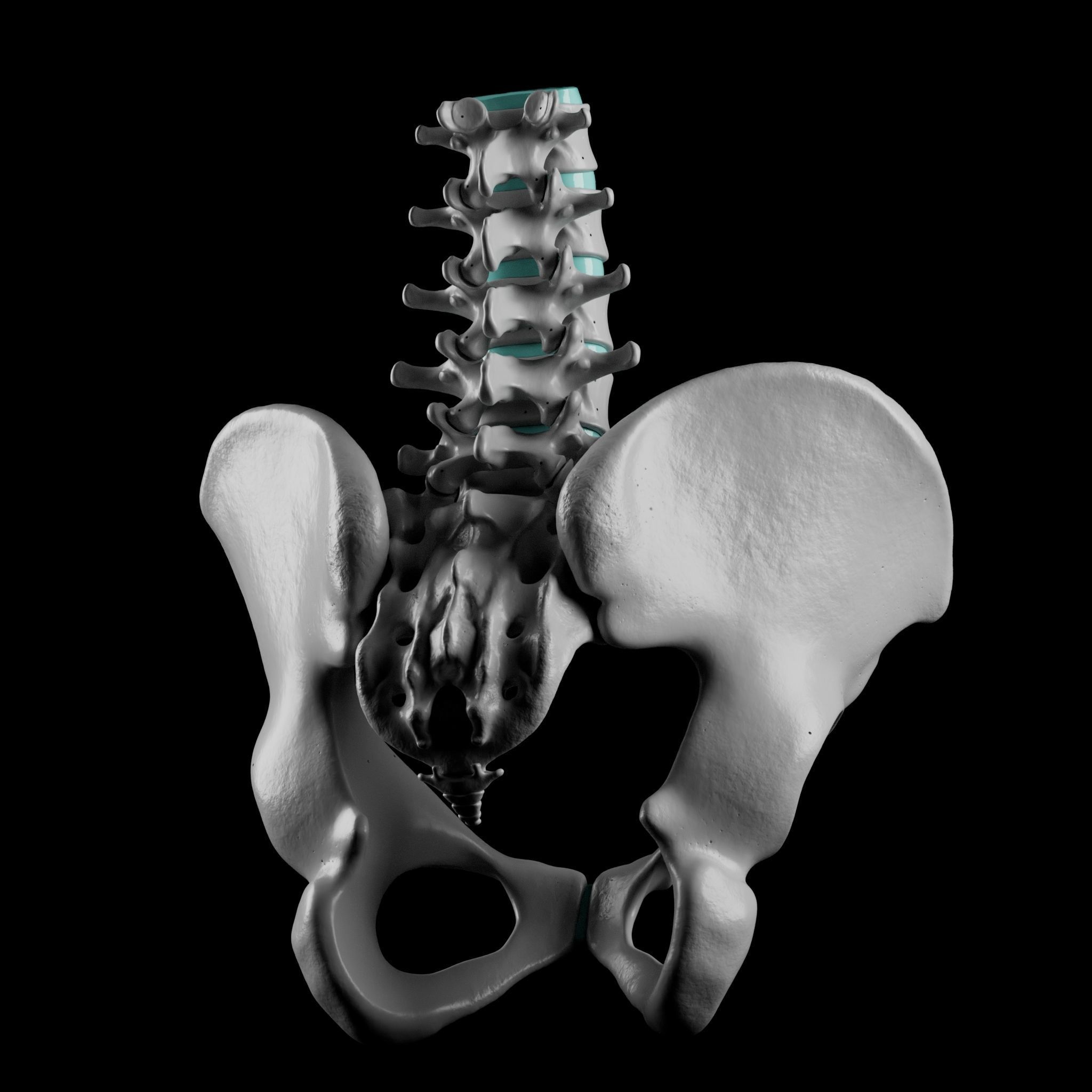 Lumbar Spine - Ilium 3D print model_2