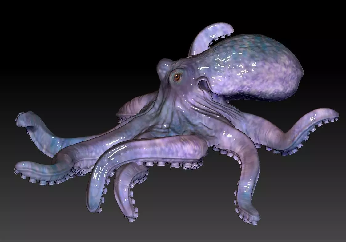 Octopus  3D print model_0