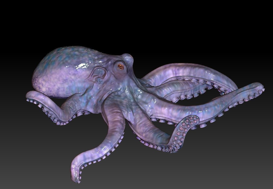 Octopus  3D print model_2