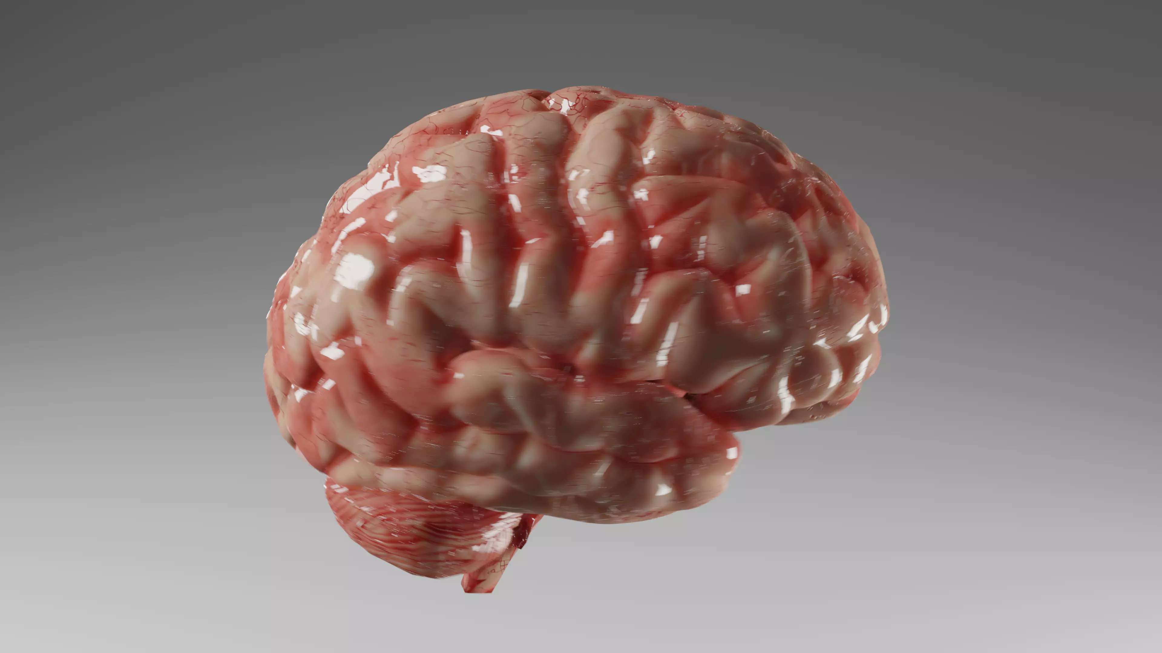 Human Brain 3D PBR Model - Eevee Render Engine 3D model