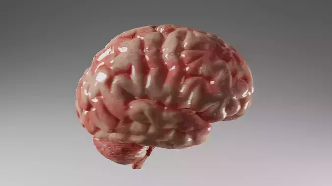 Human Brain 3D PBR Model - Eevee Render Engine