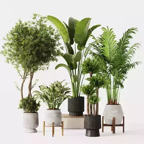 Indoor Plant Set 02