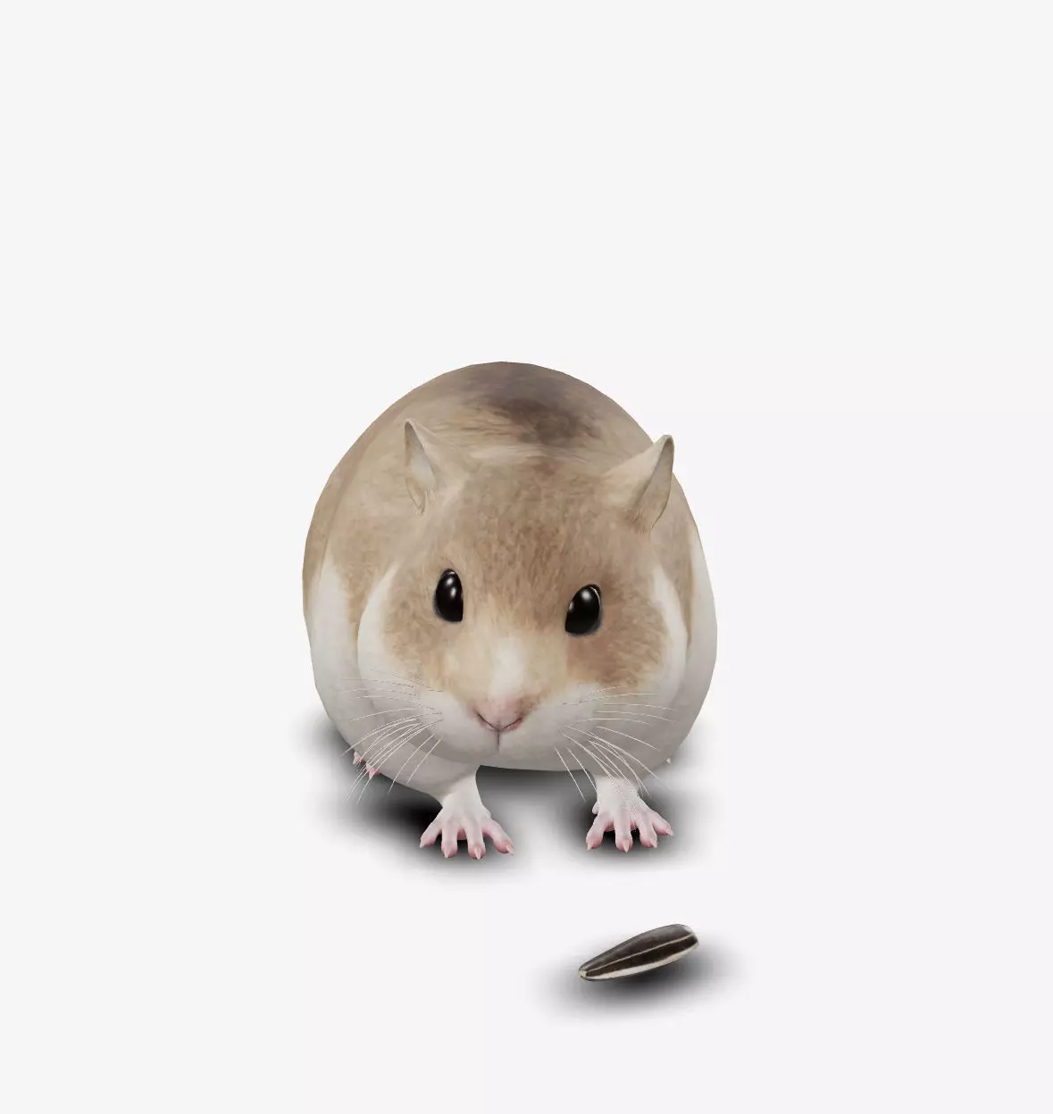 hamster Low-poly 3D model_0