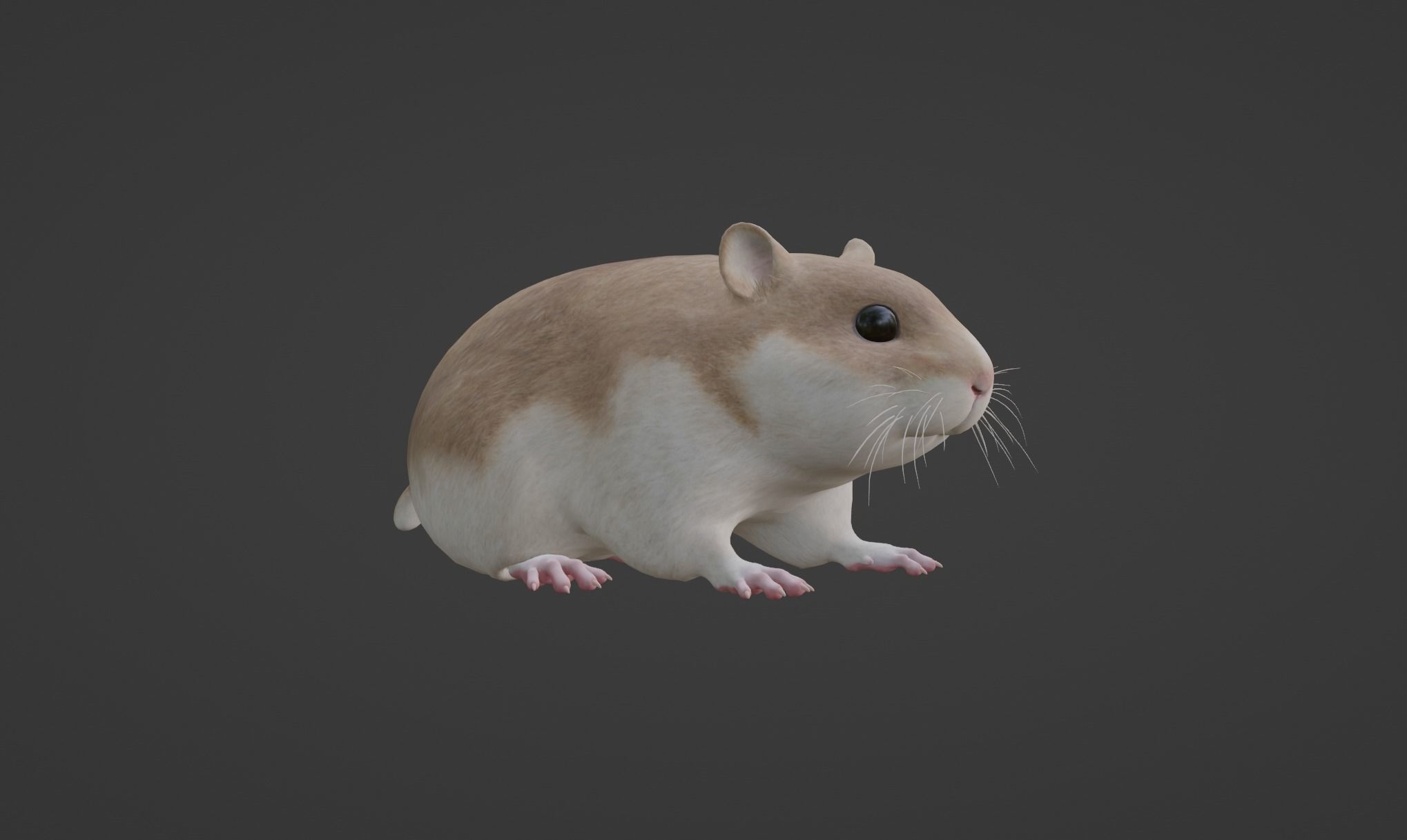 hamster Low-poly 3D model_5