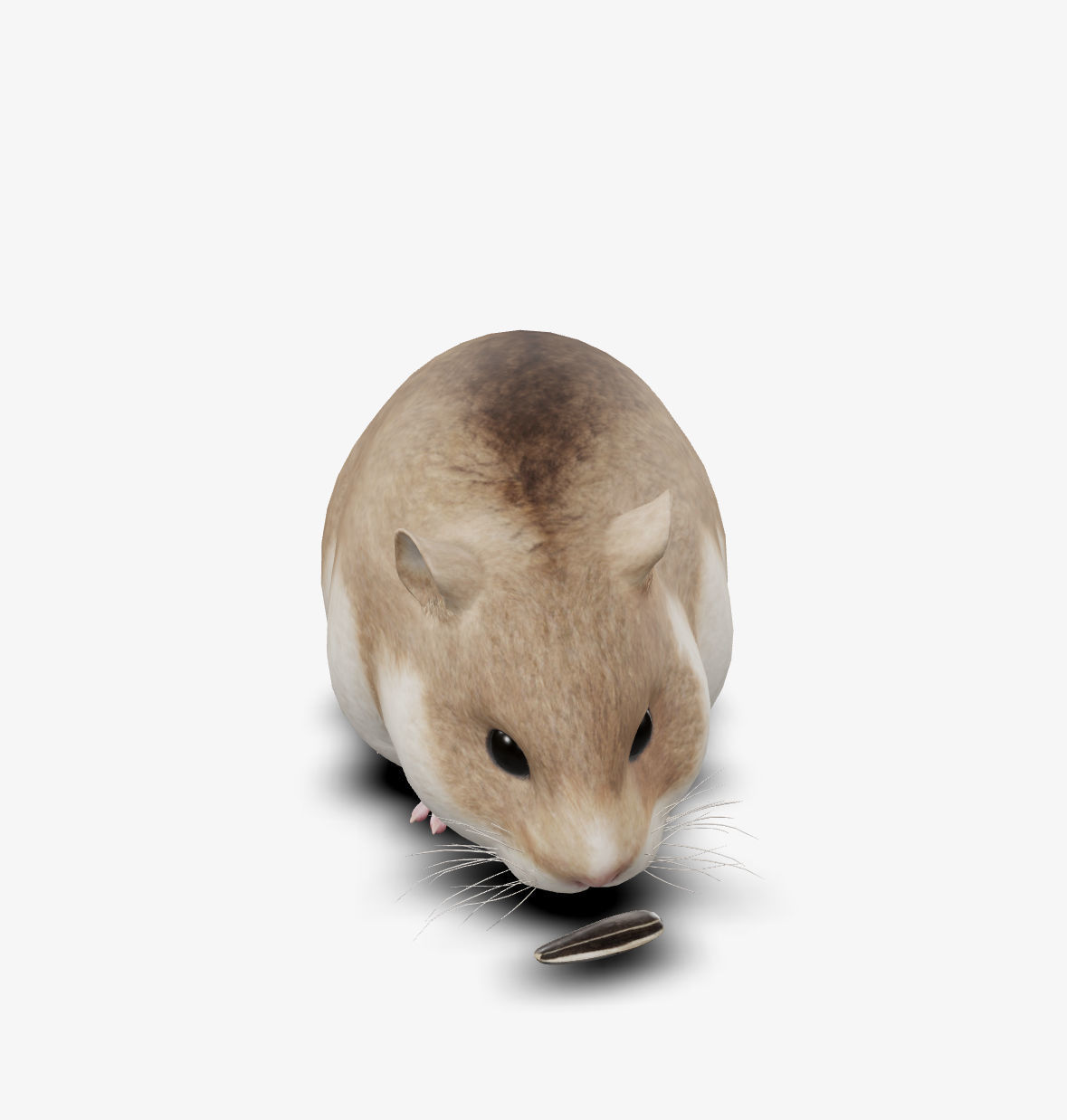 hamster Low-poly 3D model_3