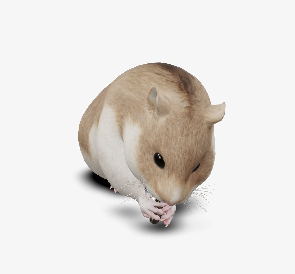 hamster Low-poly 3D model_4