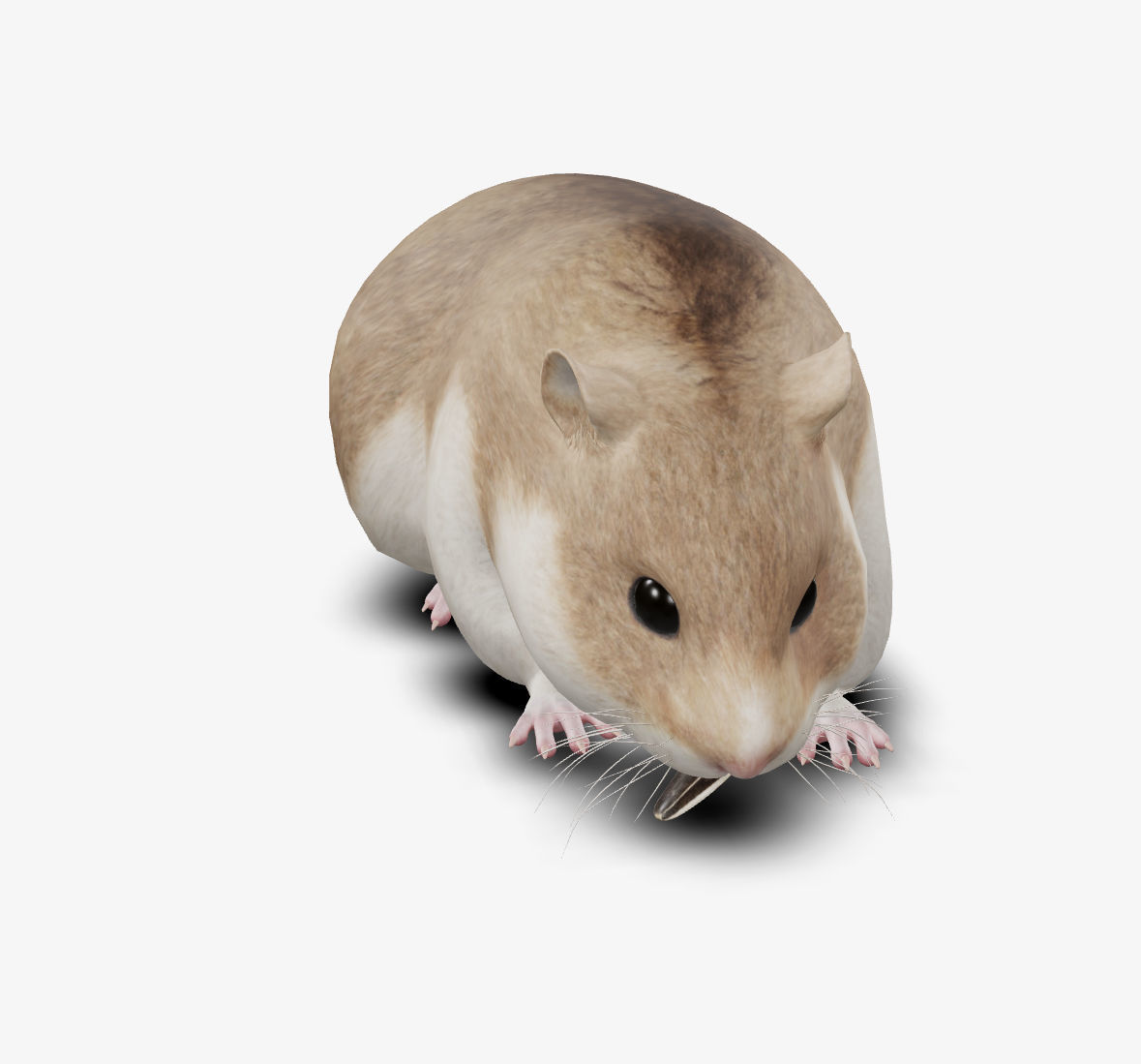 hamster Low-poly 3D model_2