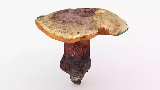 Poisonus Mushroom 1 Scan